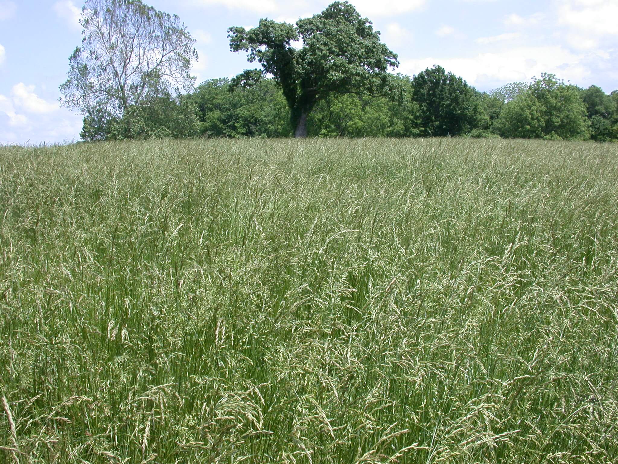Field view of tall fescue.