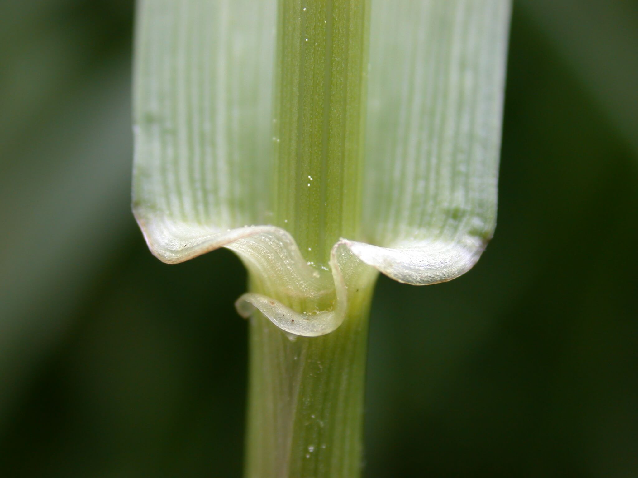 Tall Fescue Leaf