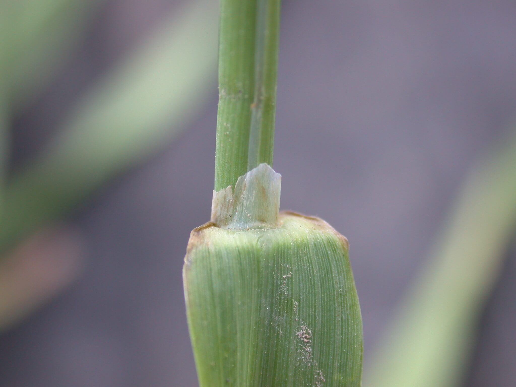 Timothy Ligule