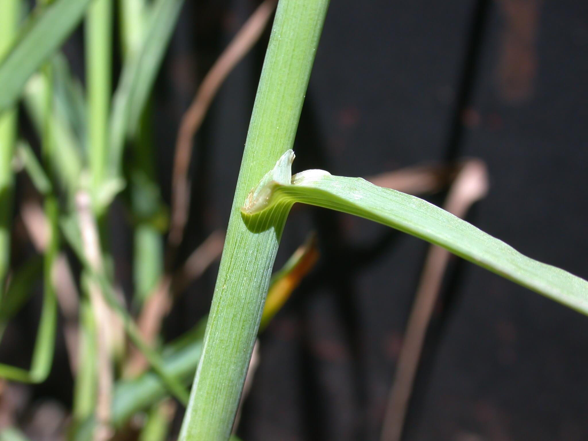 Timothy Ligule