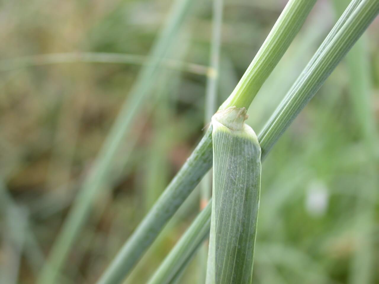 Timothy Ligule