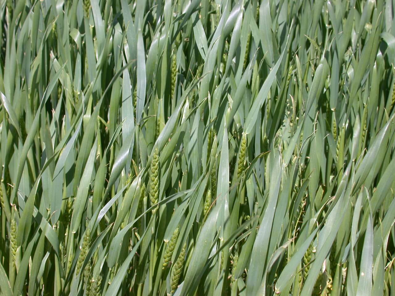 Wheat Pasture