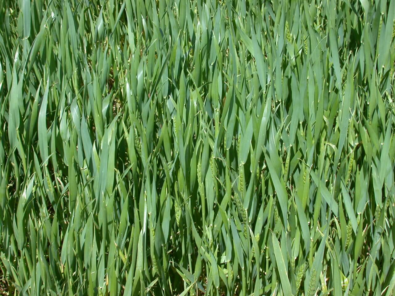 Pasture view of wheat.