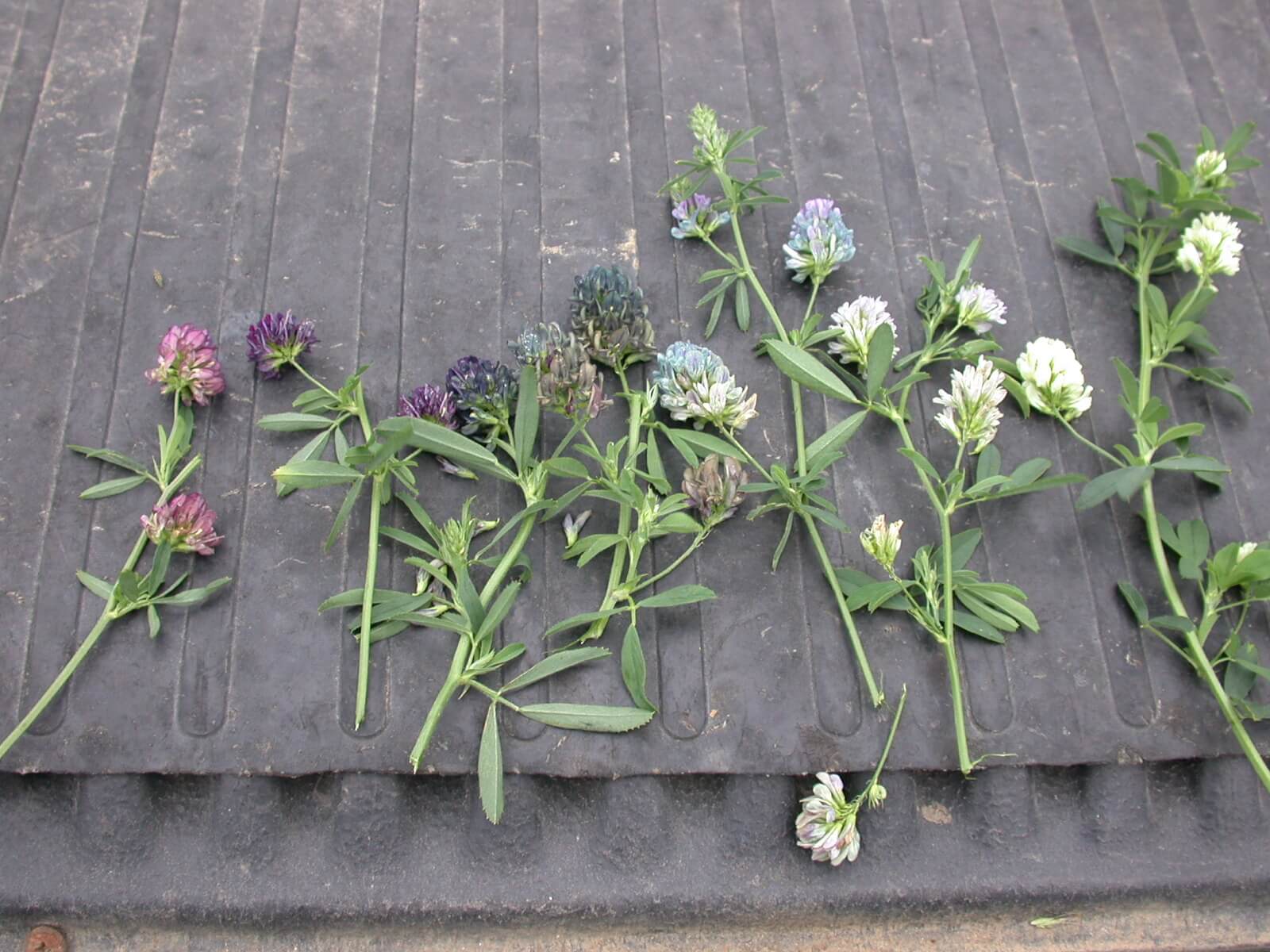 Alfalfa Bloom