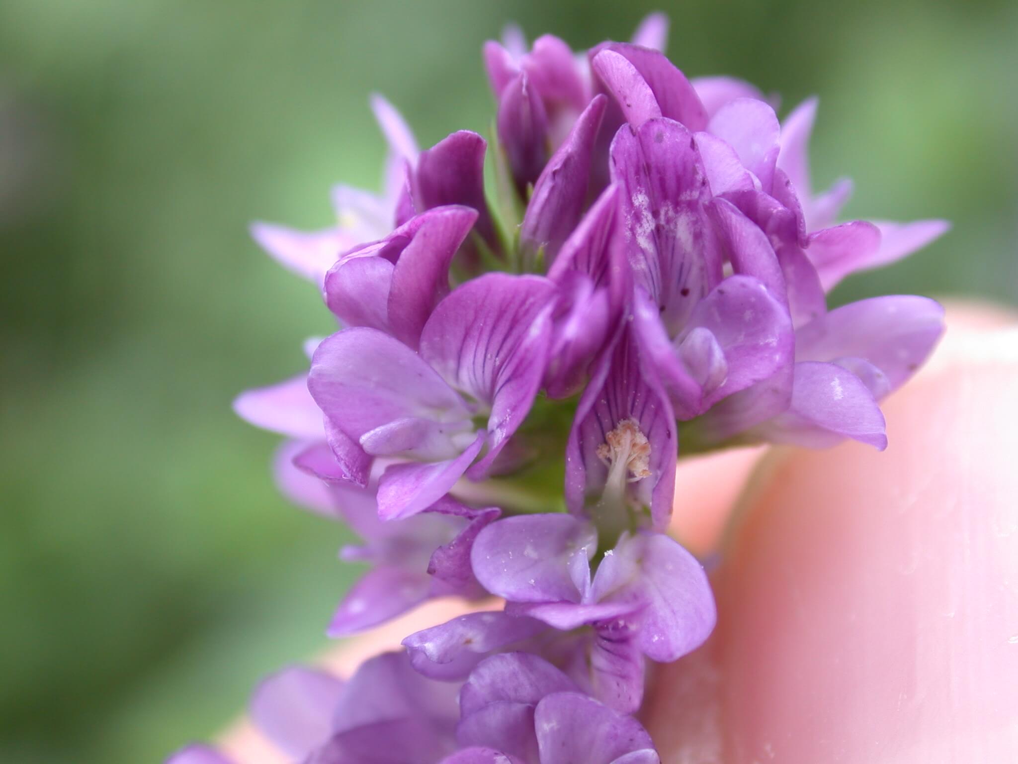 Alfalfa Bloom