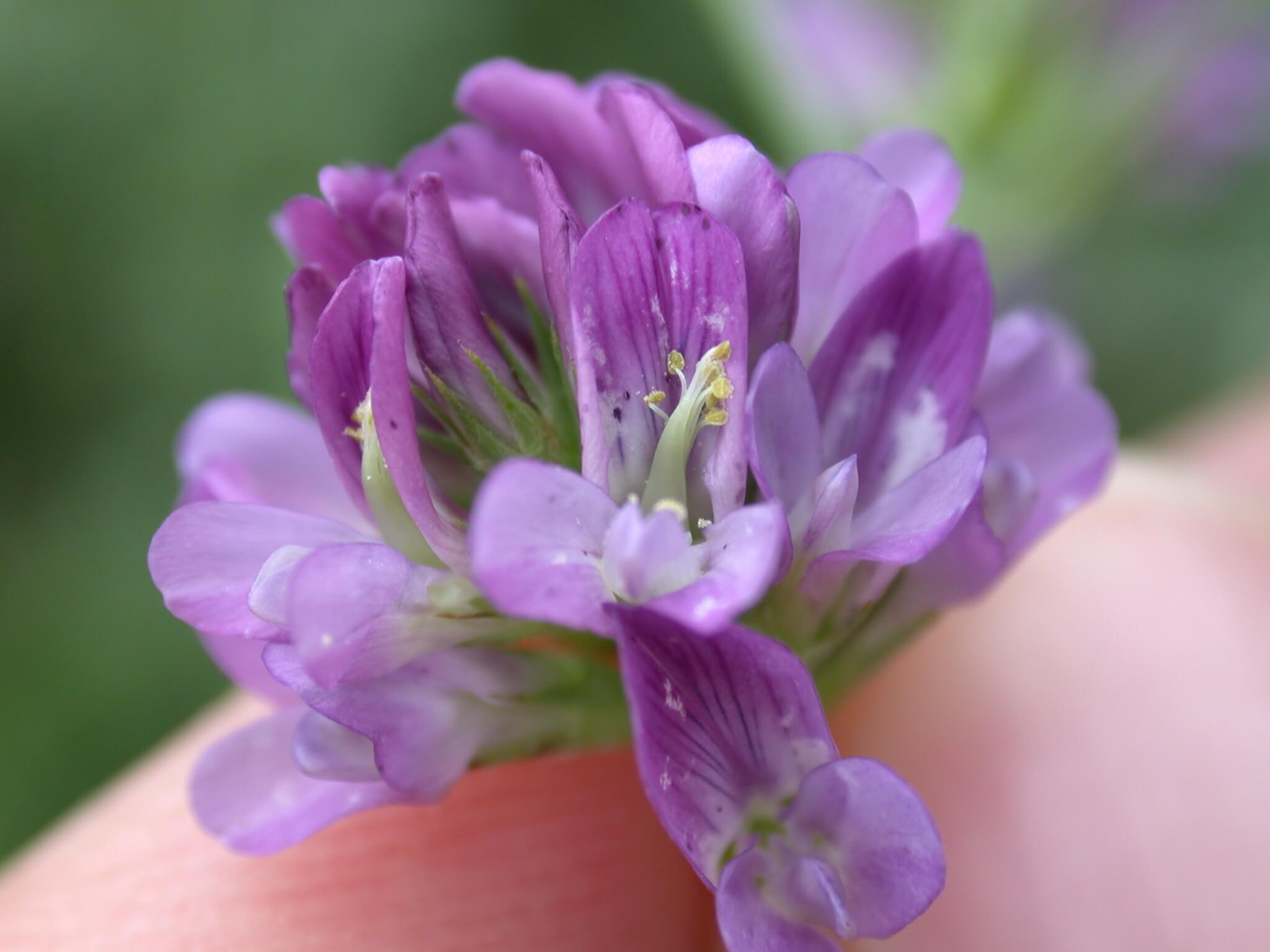 Alfalfa Bloom