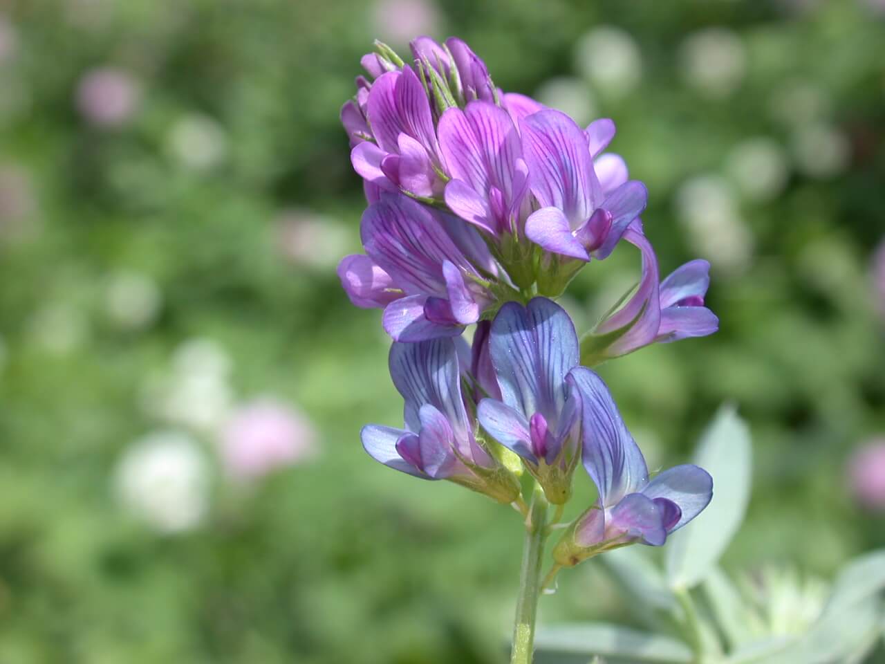 Alfalfa Bloom Alfalfa Bloom