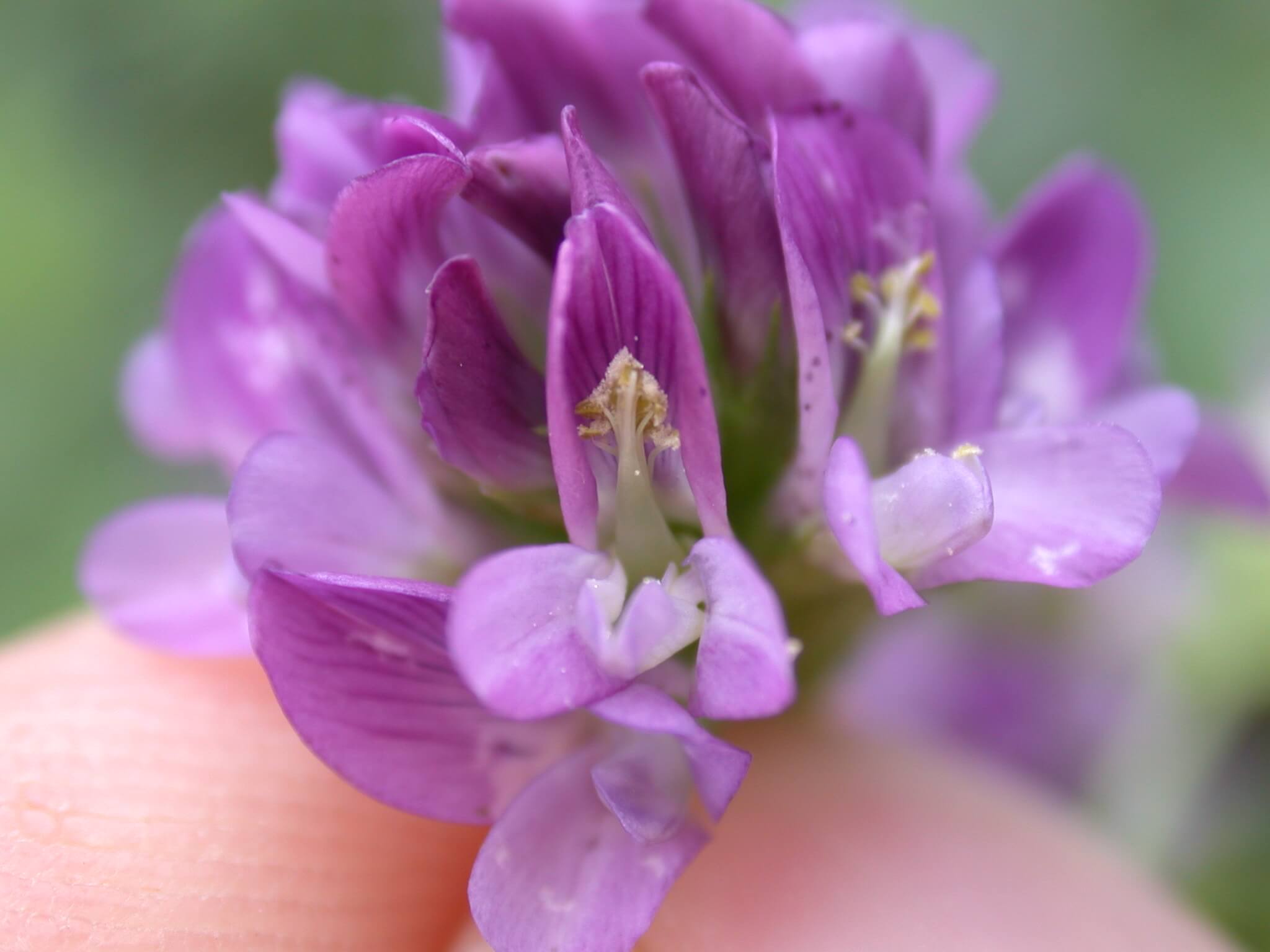 Alfalfa Bloom