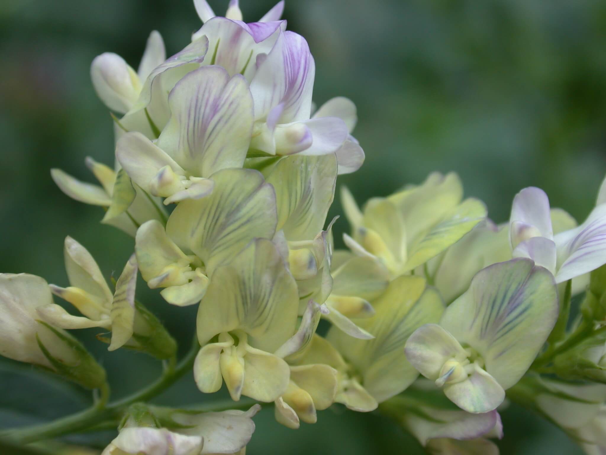 Alfalfa Bloom