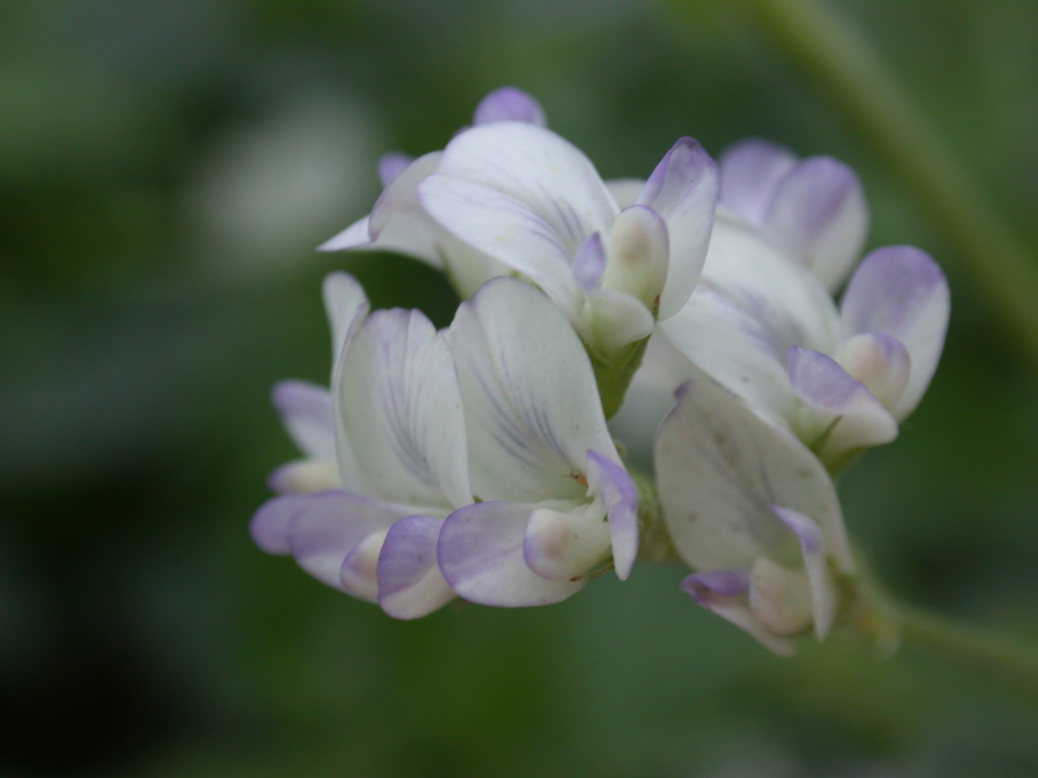 Alfalfa Bloom