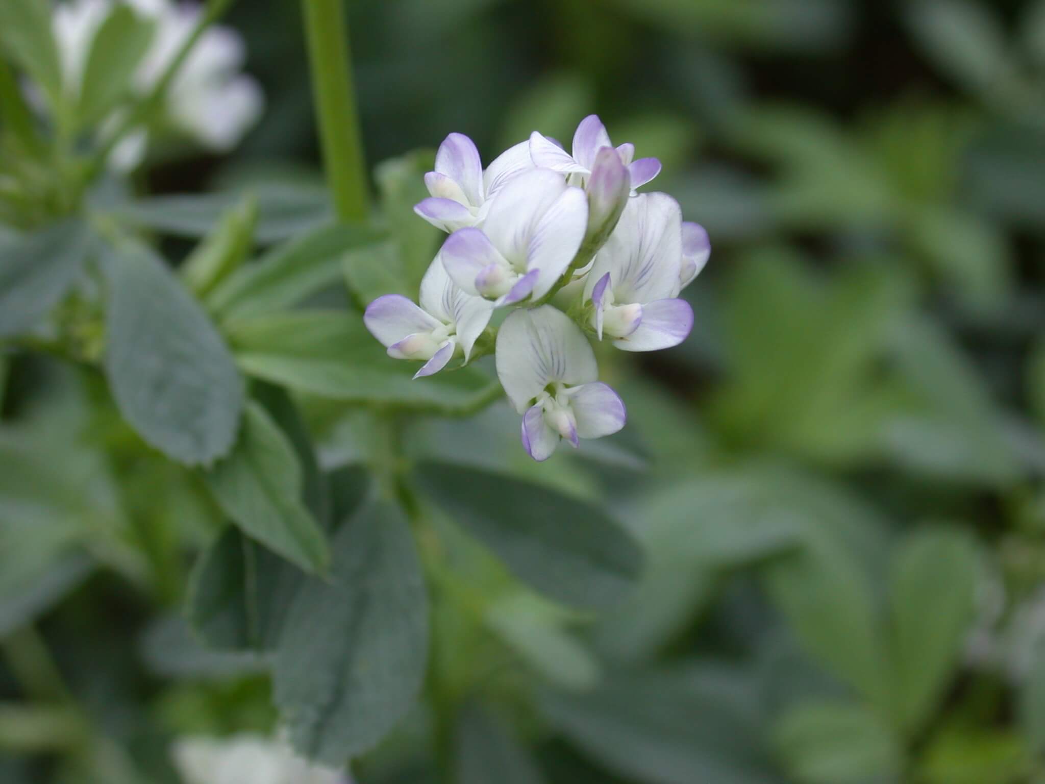 Alfalfa Bloom