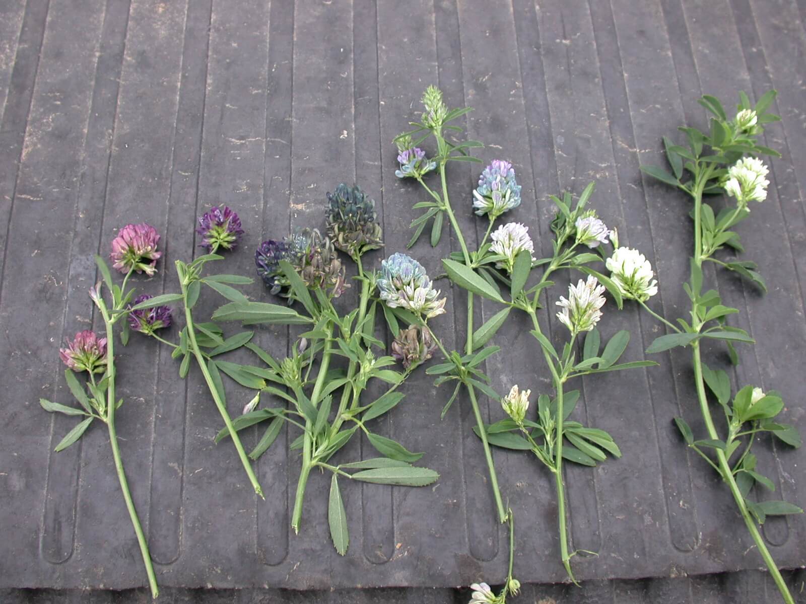 Alfalfa Bloom Various Colors