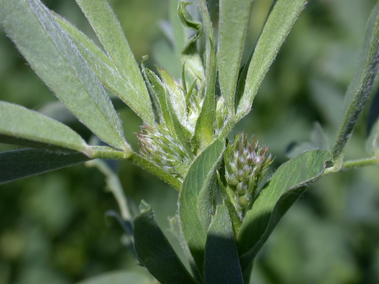 Alfalfa Bud