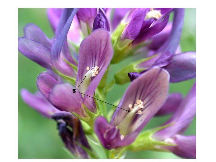 Alfalfa Flower Tripped Alfalfa Flower Tripped