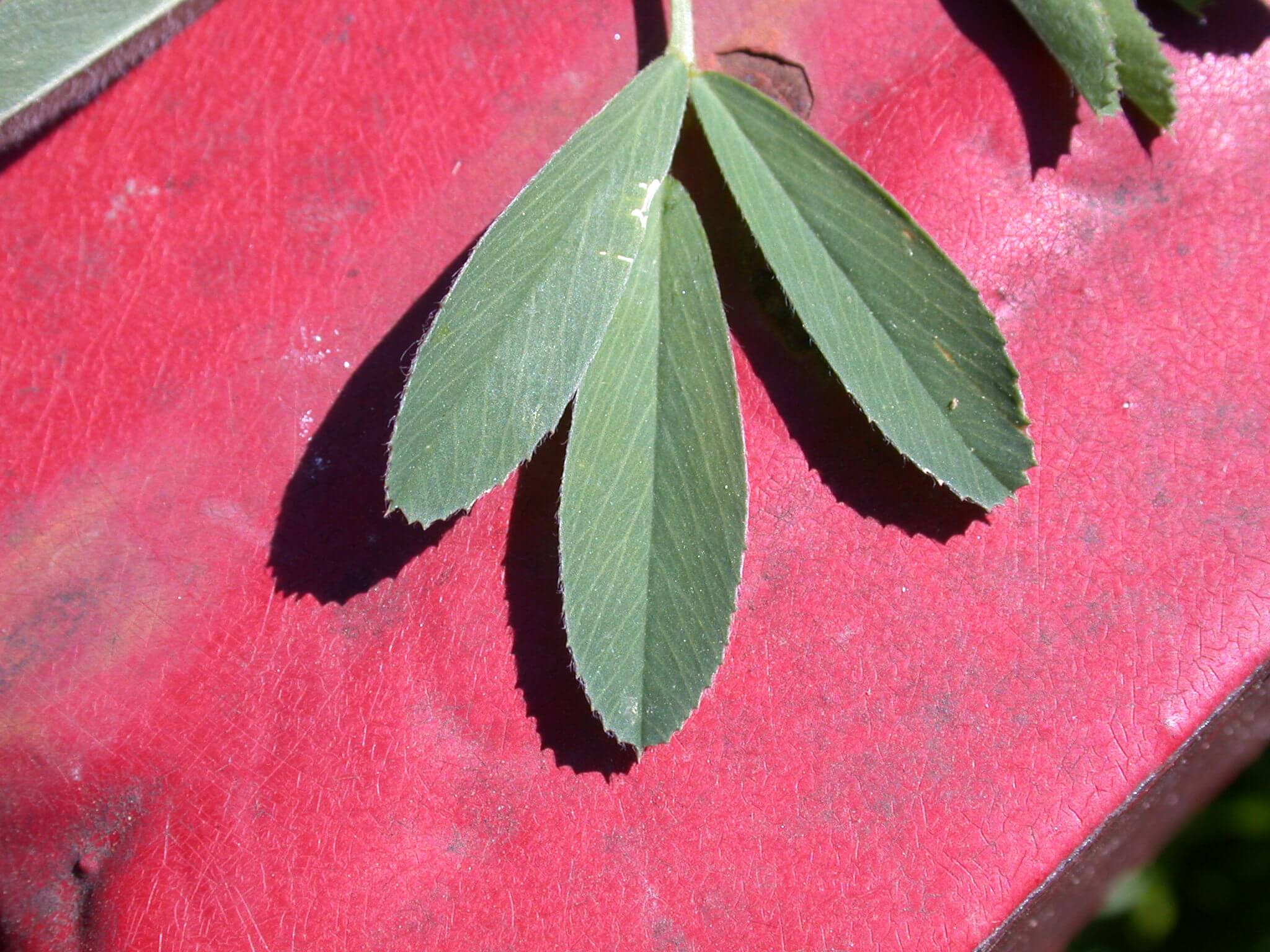 Alfalfa Leaflet