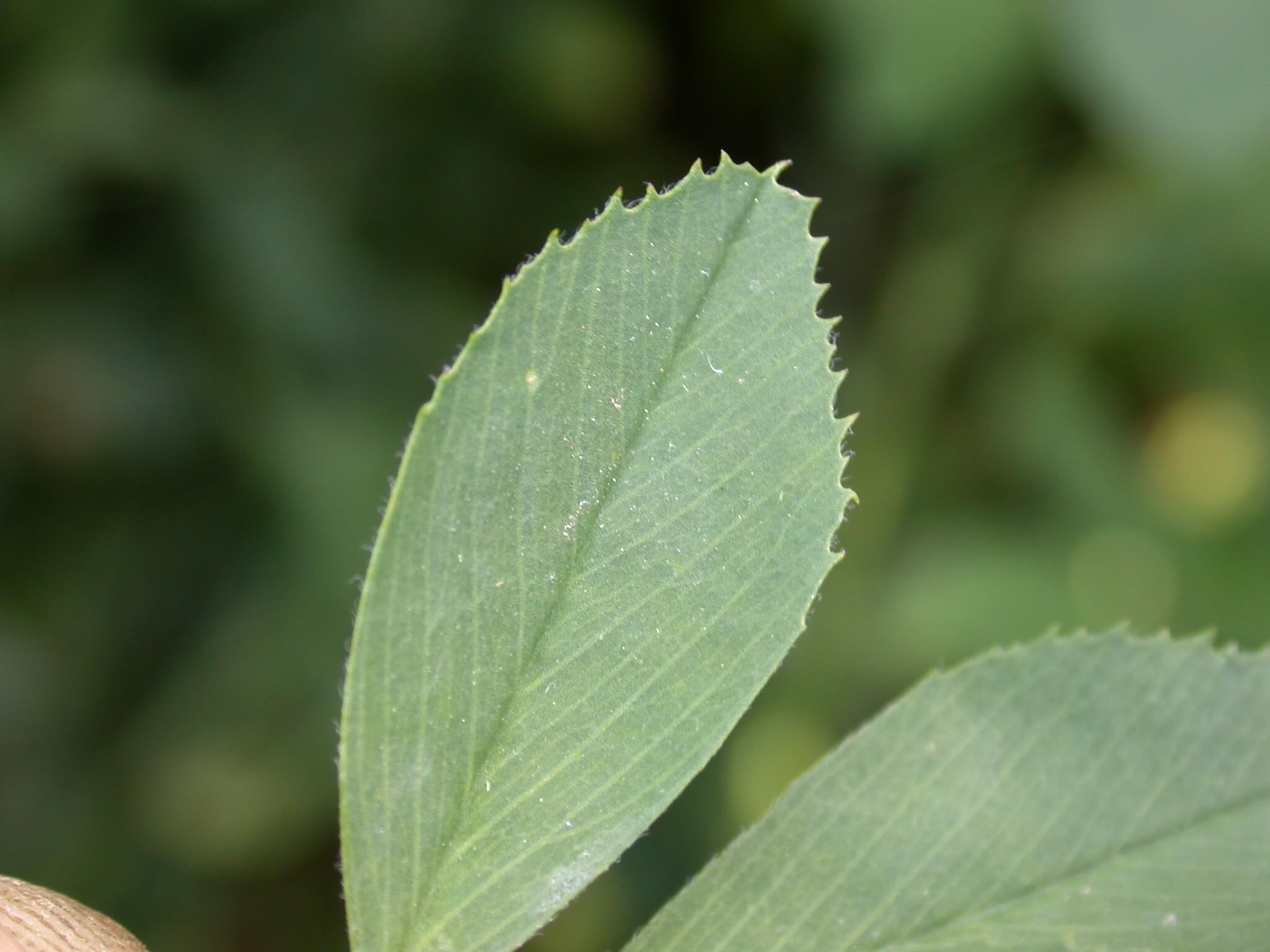 Alfalfa Leaflet