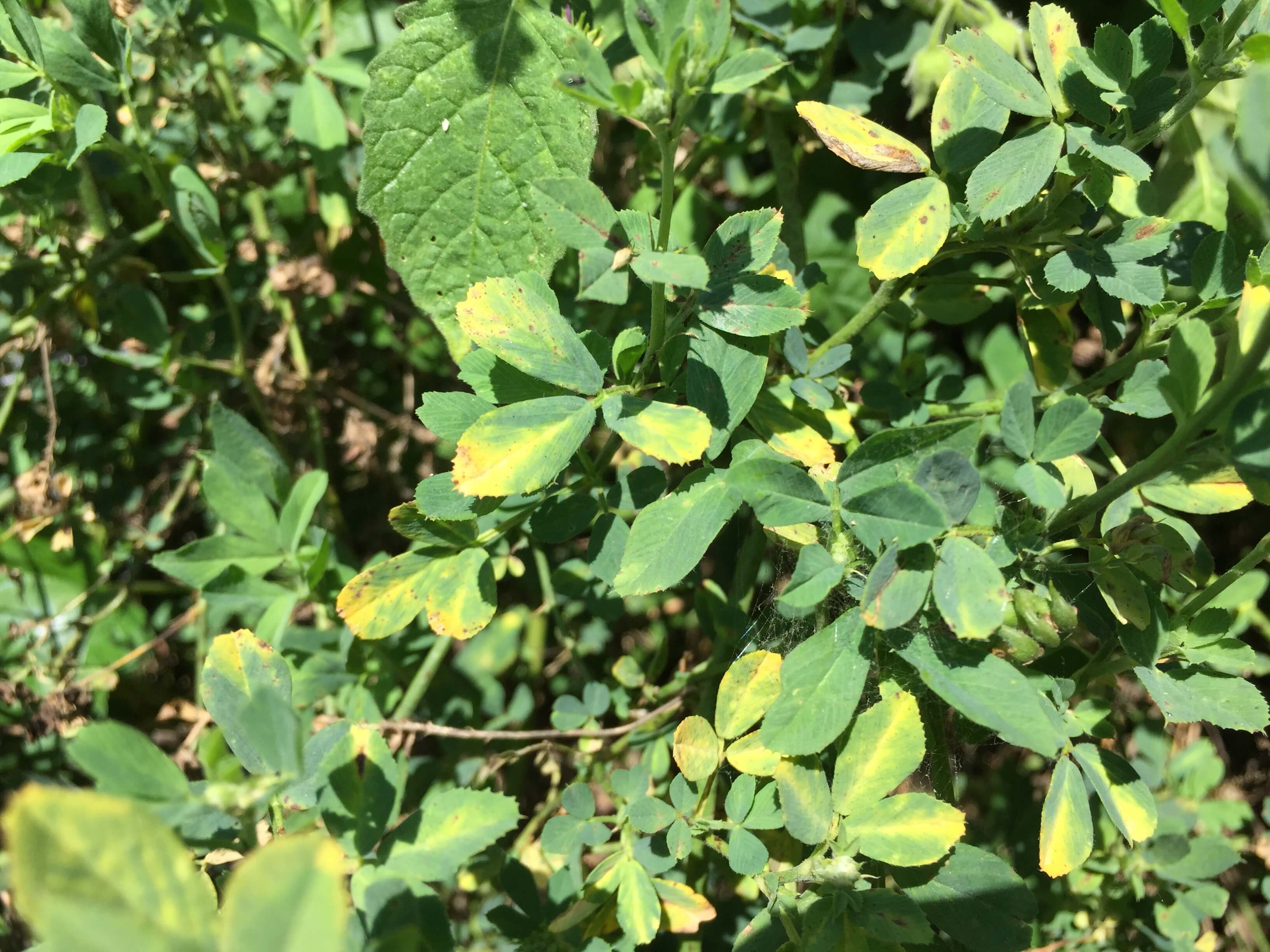 Alfalfa Leaves