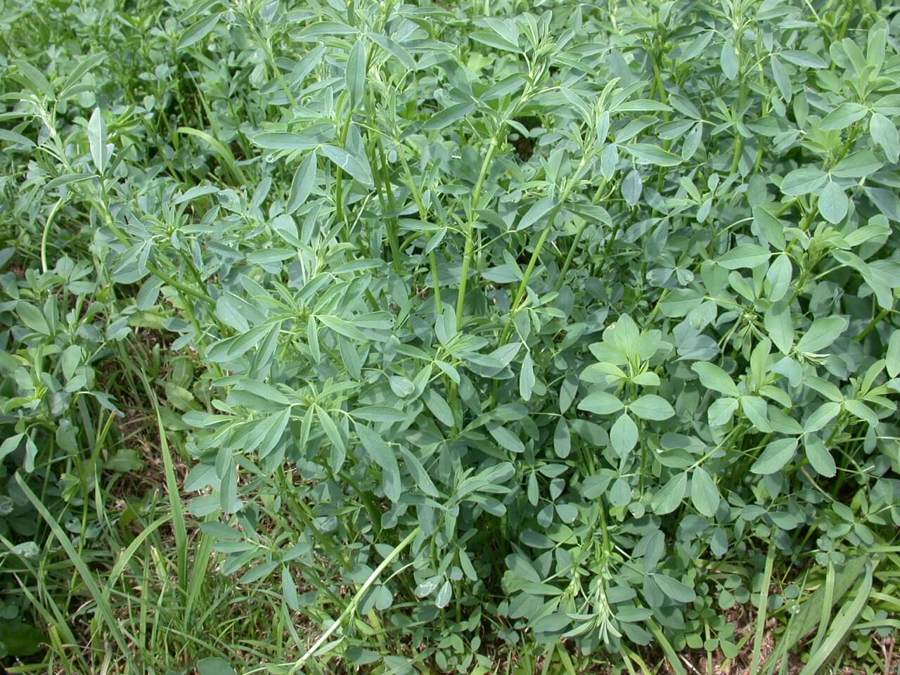 Alfalfa Plant Alfalfa Plant