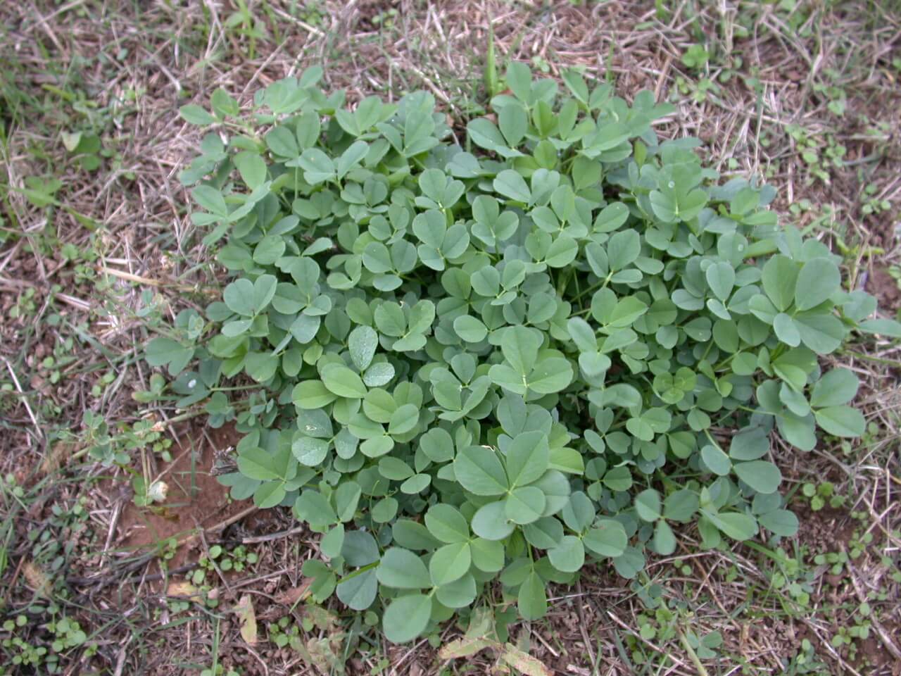 Alfalfa Plant