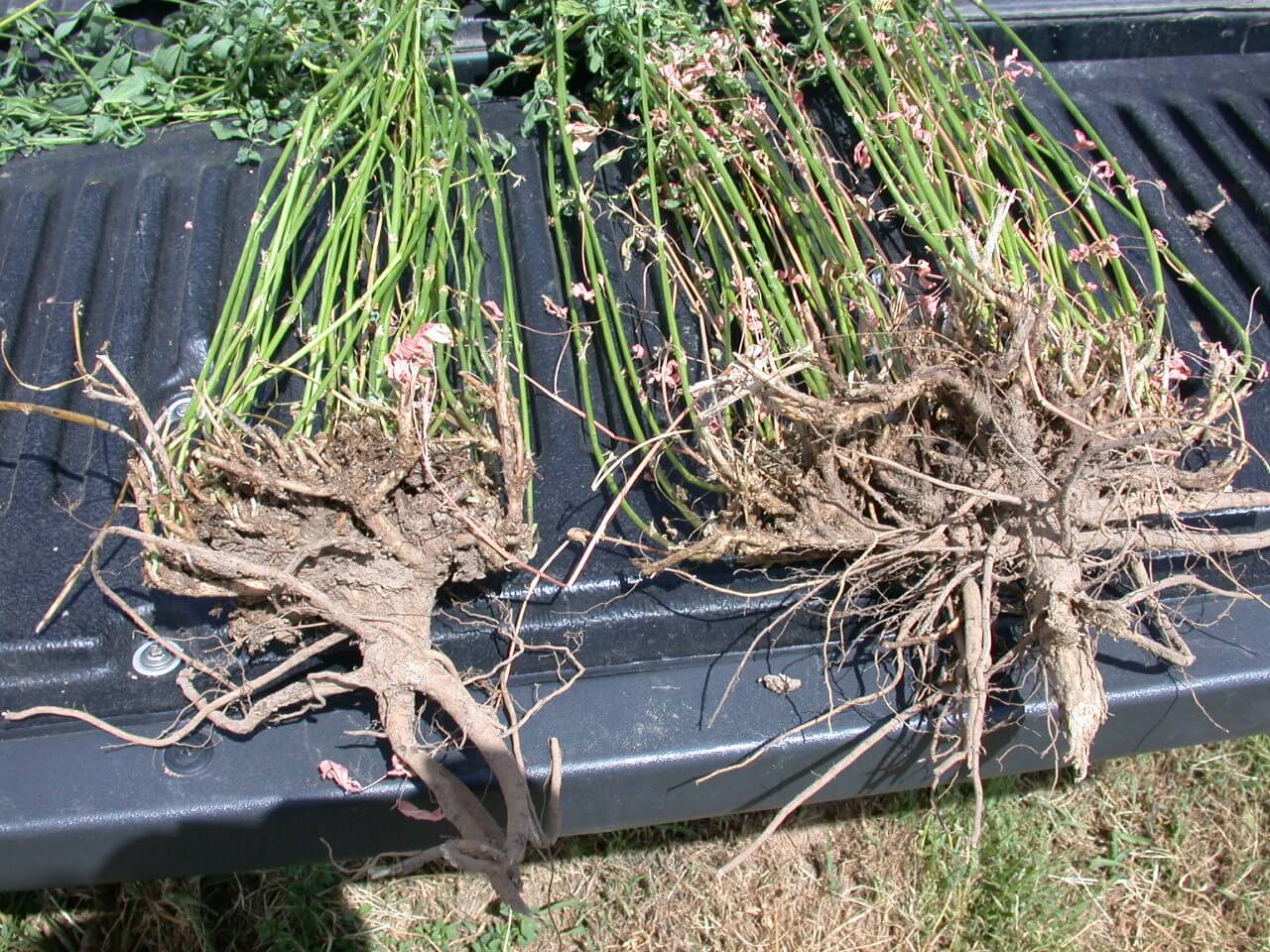 Alfalfa Roots
