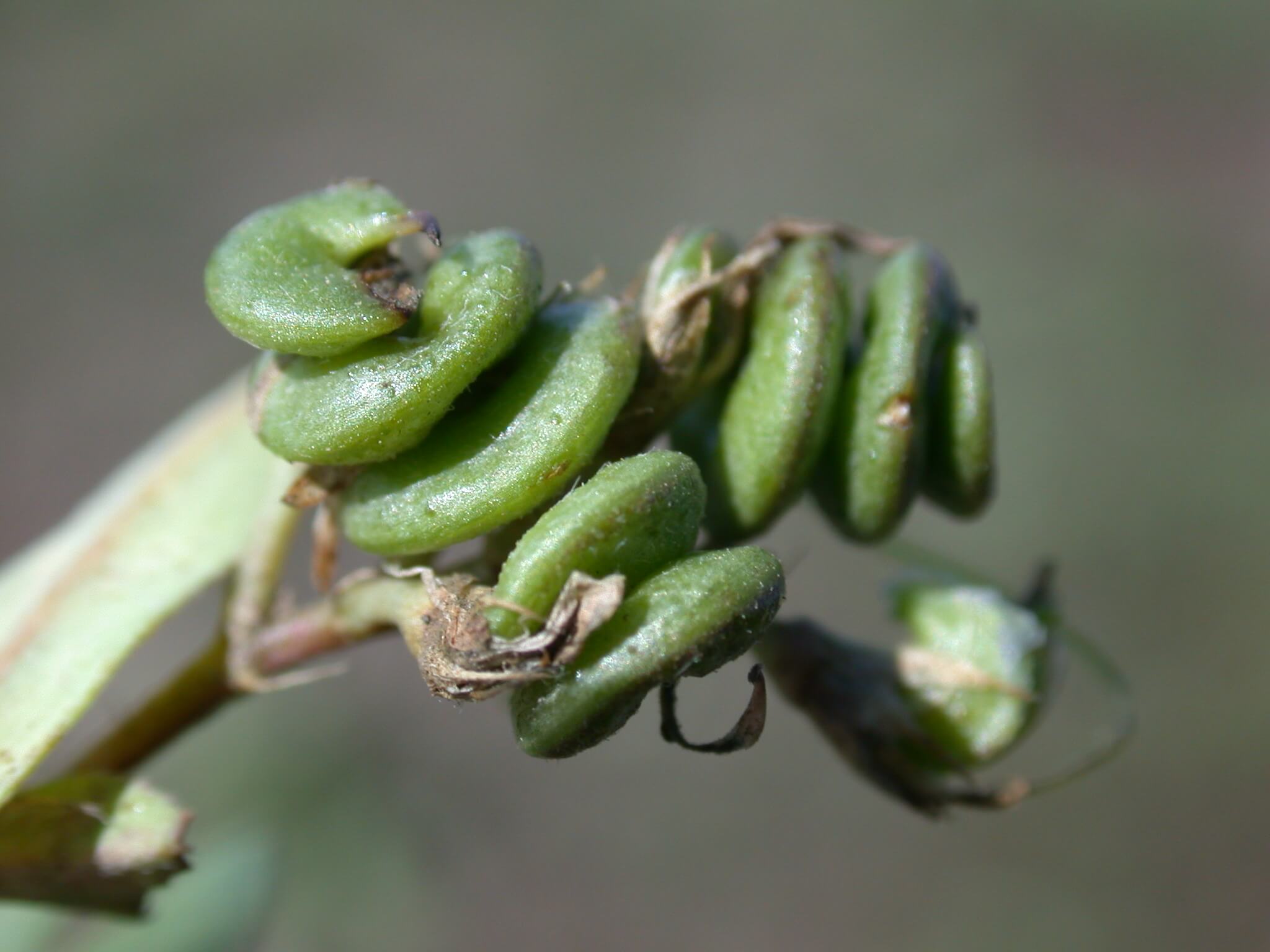 Alfalfa Seedpods