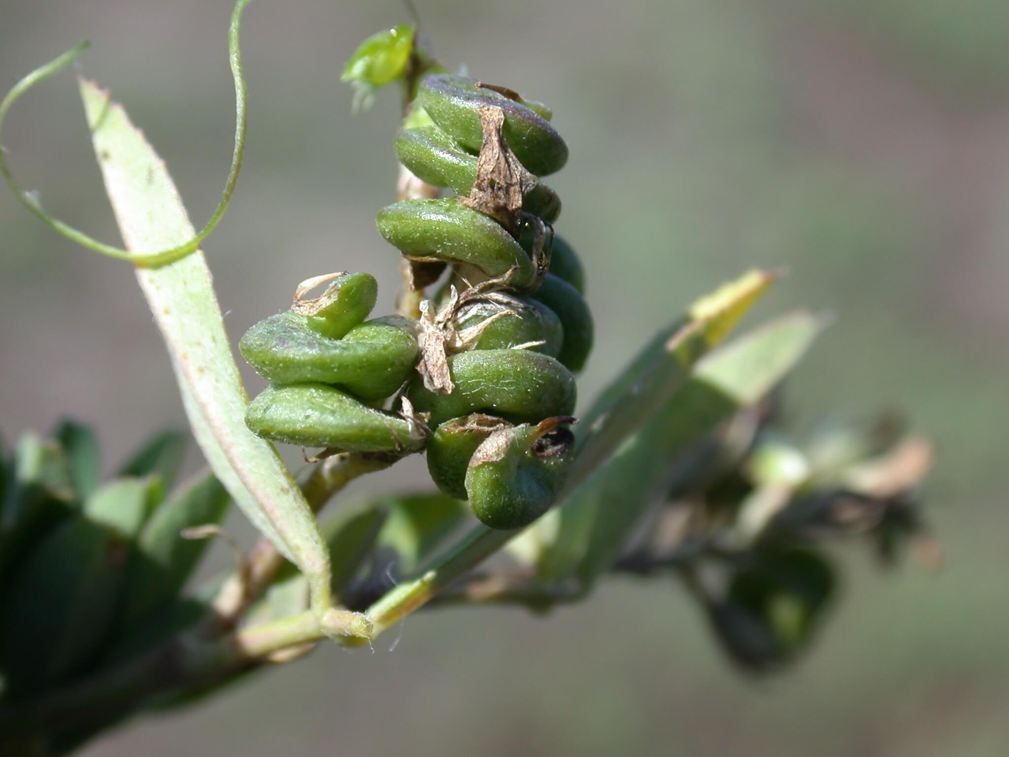 Alfalfa Seedpods