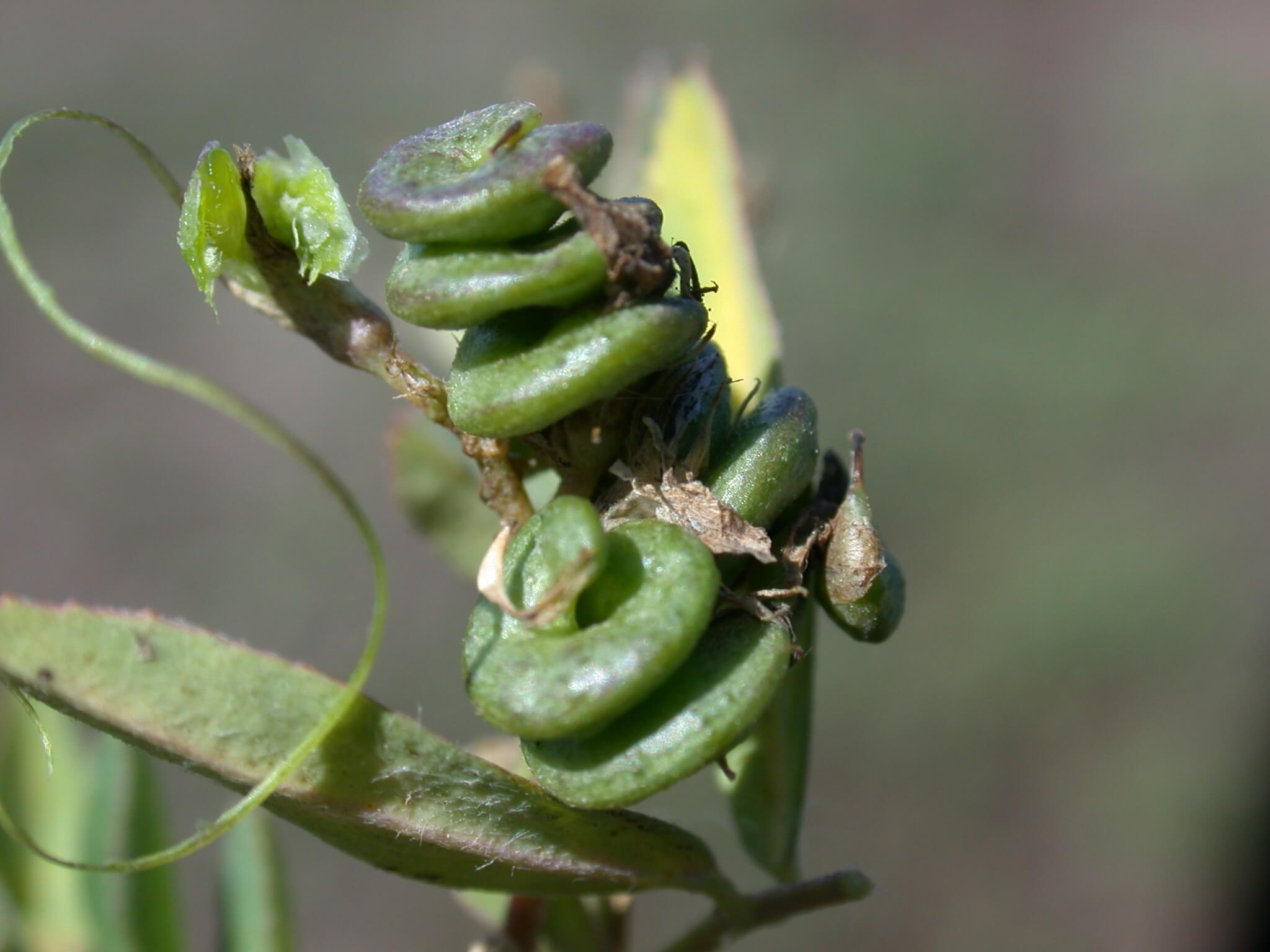 Alfalfa Seedpods