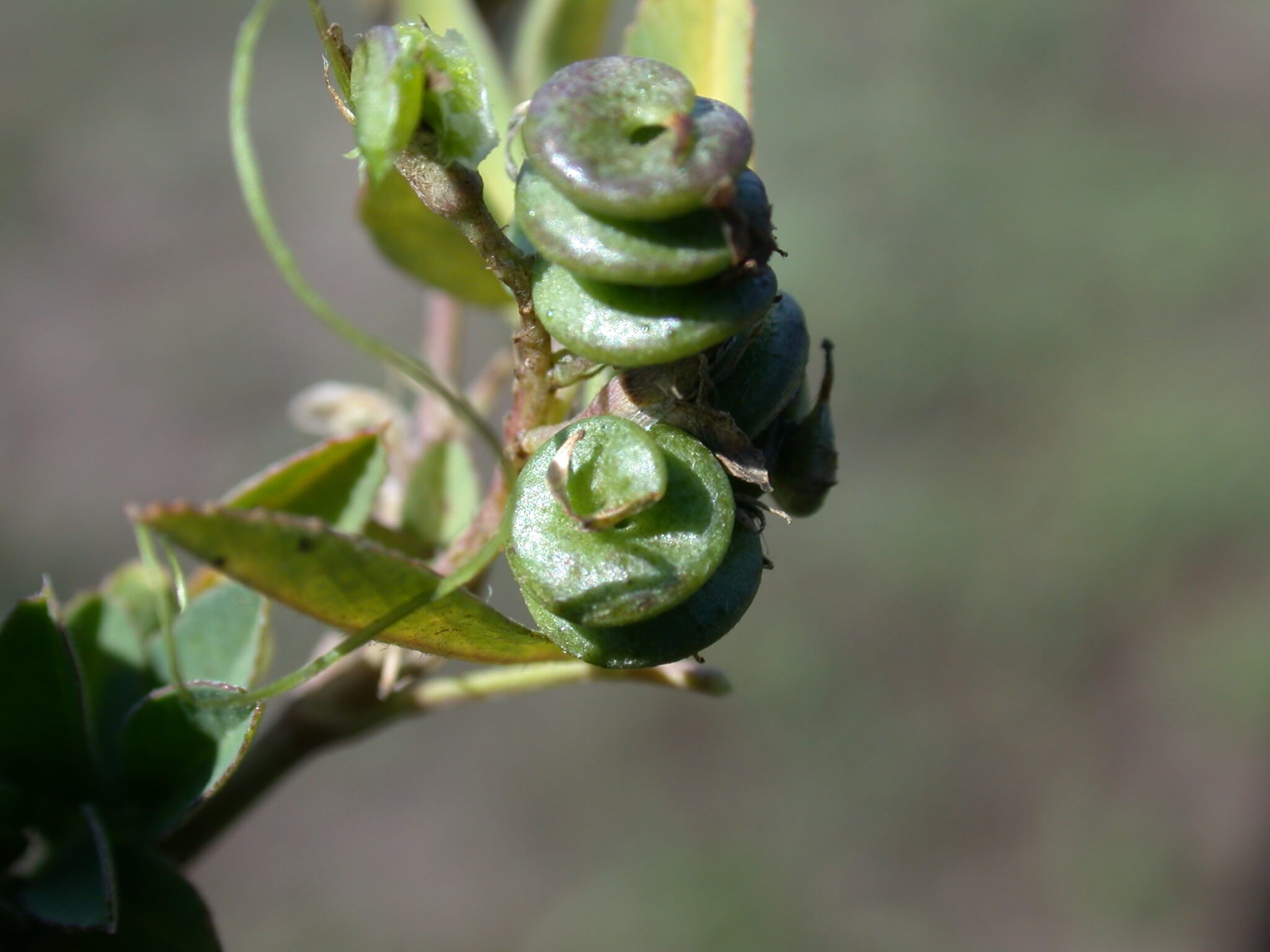 Alfalfa Seedpods