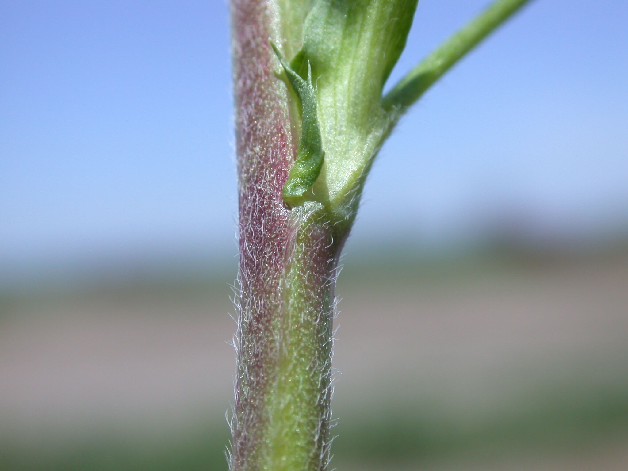 Alfalfa Stem