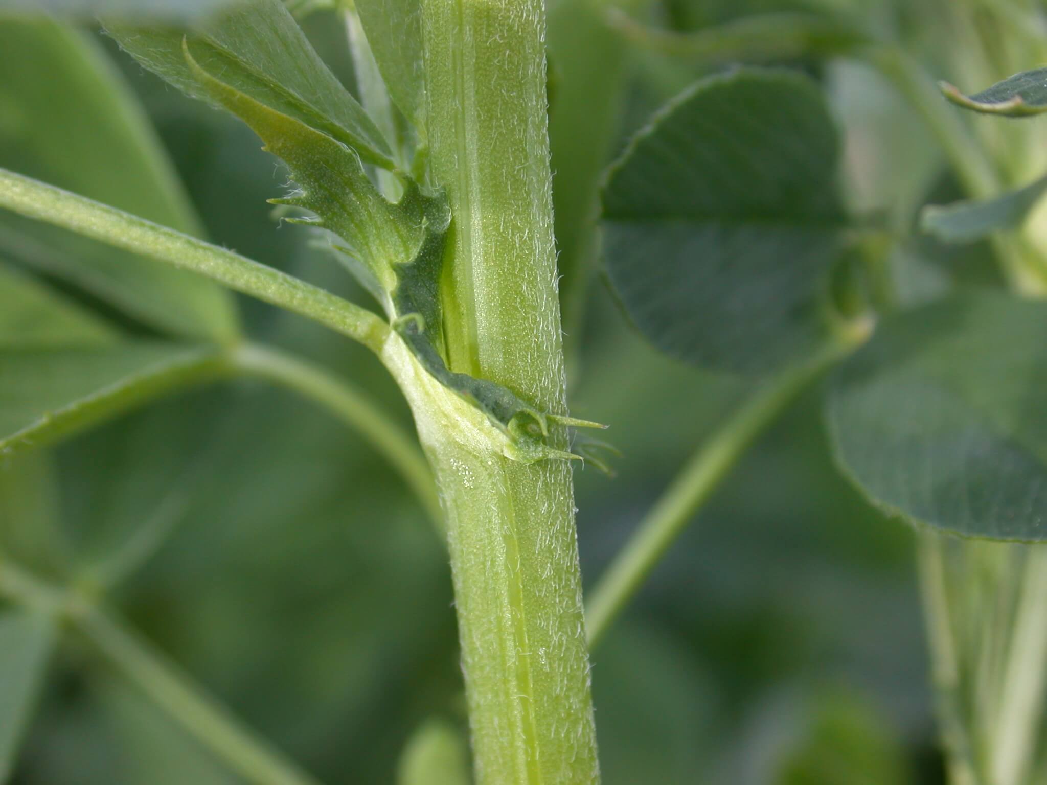 Alfalfa Stem