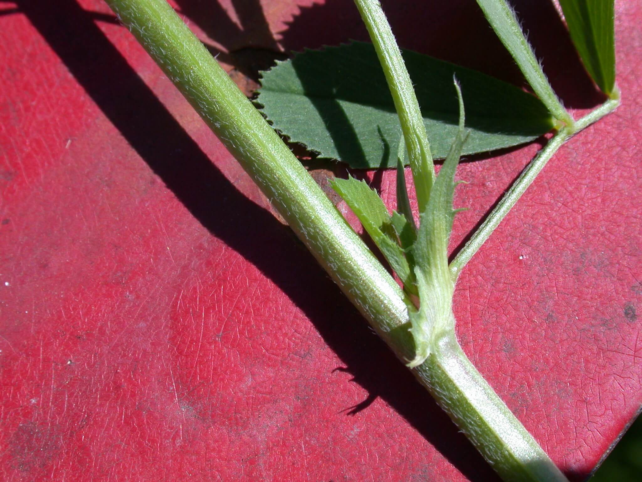 Alfalfa Stem and Stipule