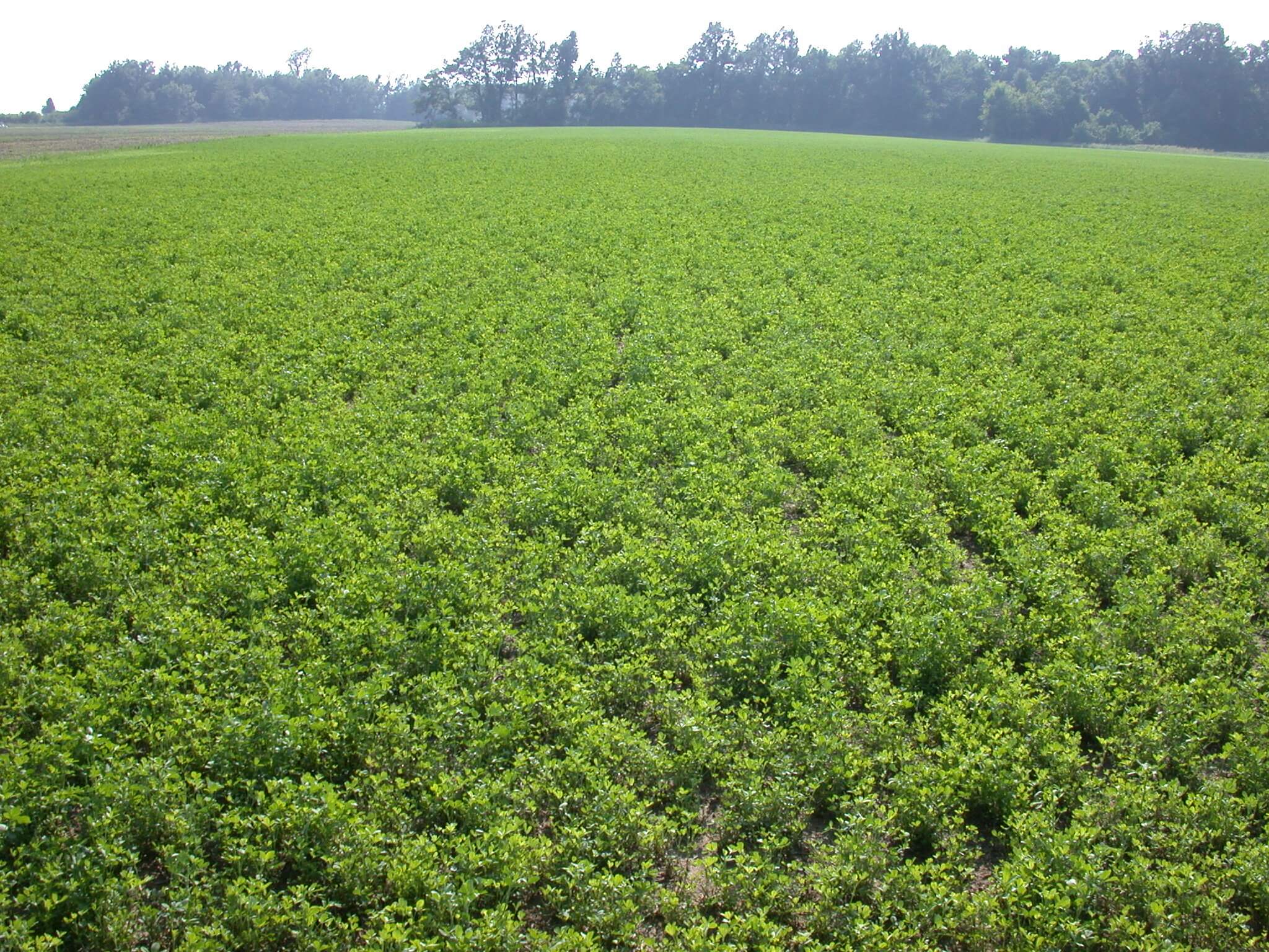 Field view of alfalfa.