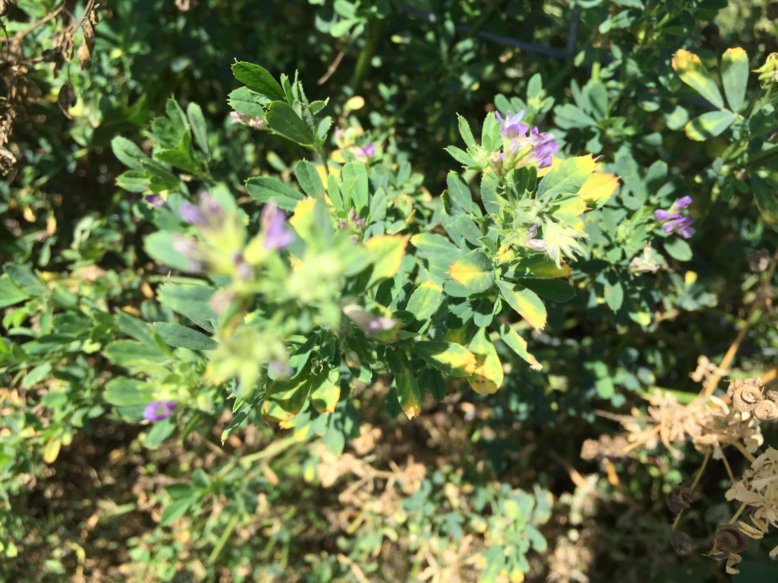 Alfalfa Blooms and Leaves