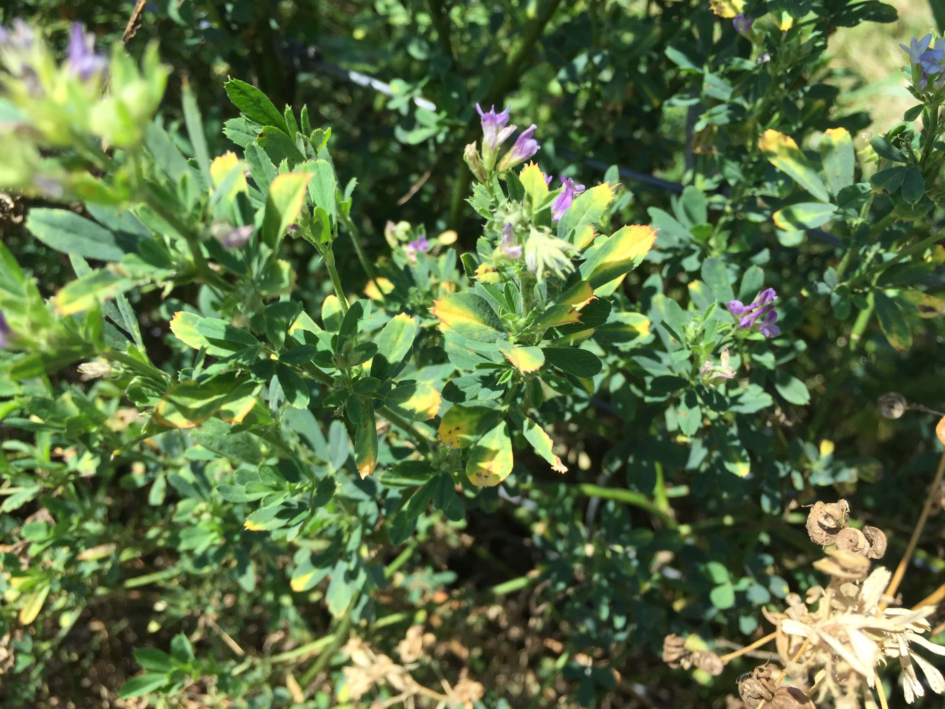 Alfalfa Blooms and Leaves