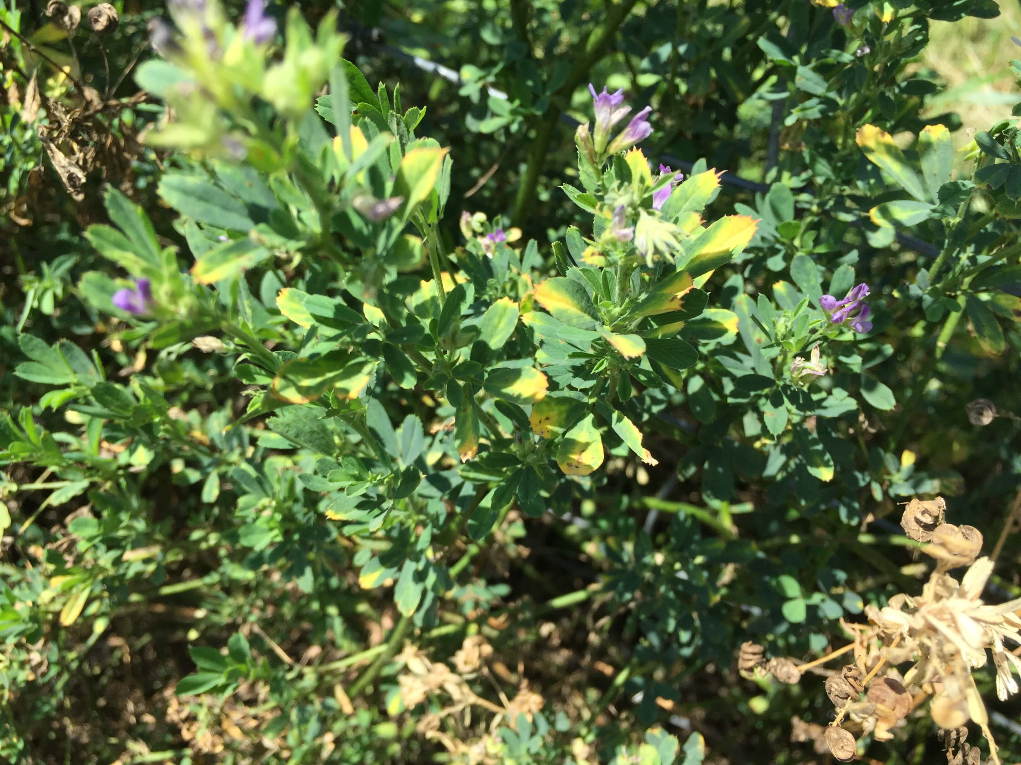 Alfalfa Blooms and Leaves