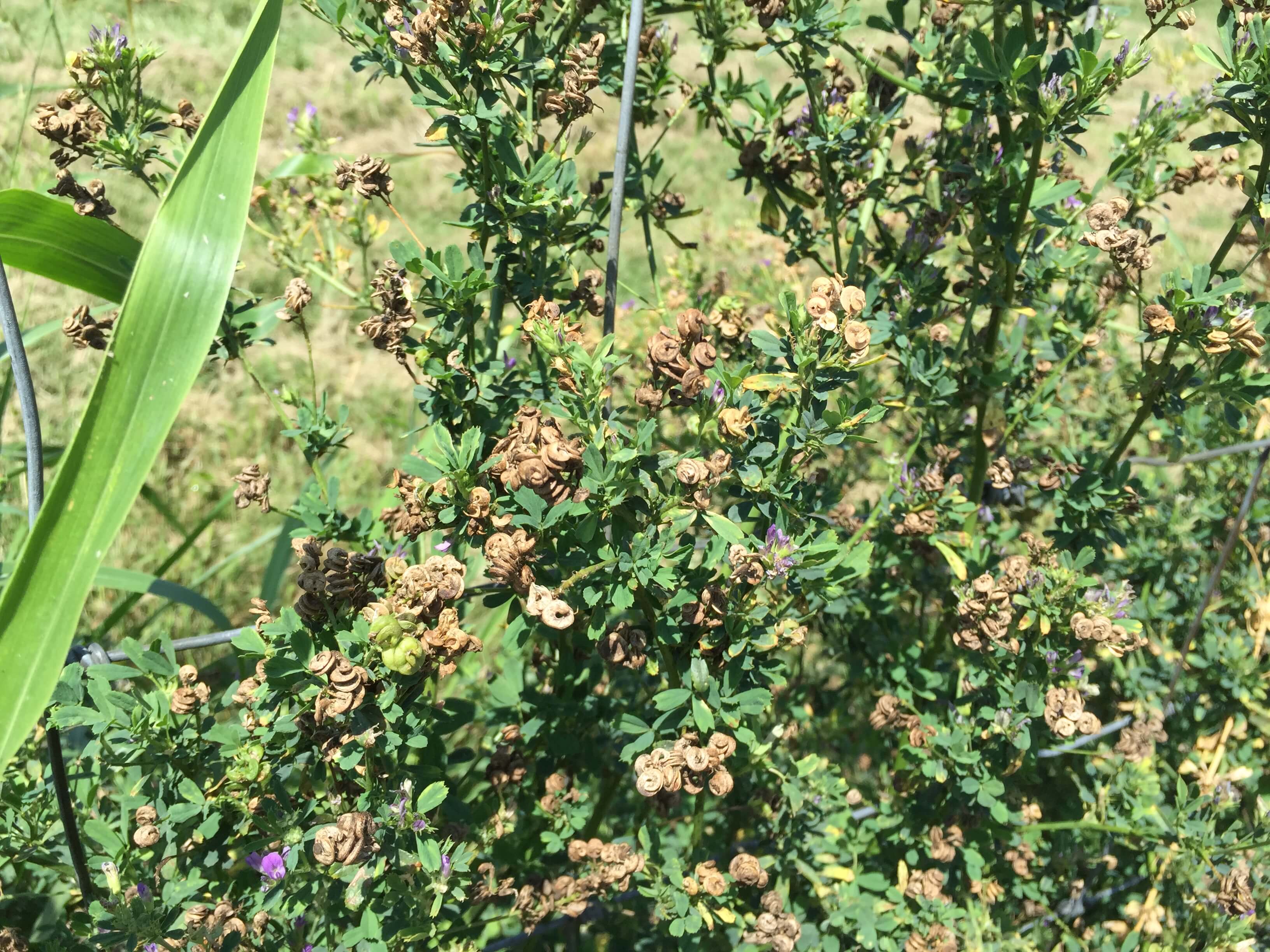 Alfalfa Mature Seedpods