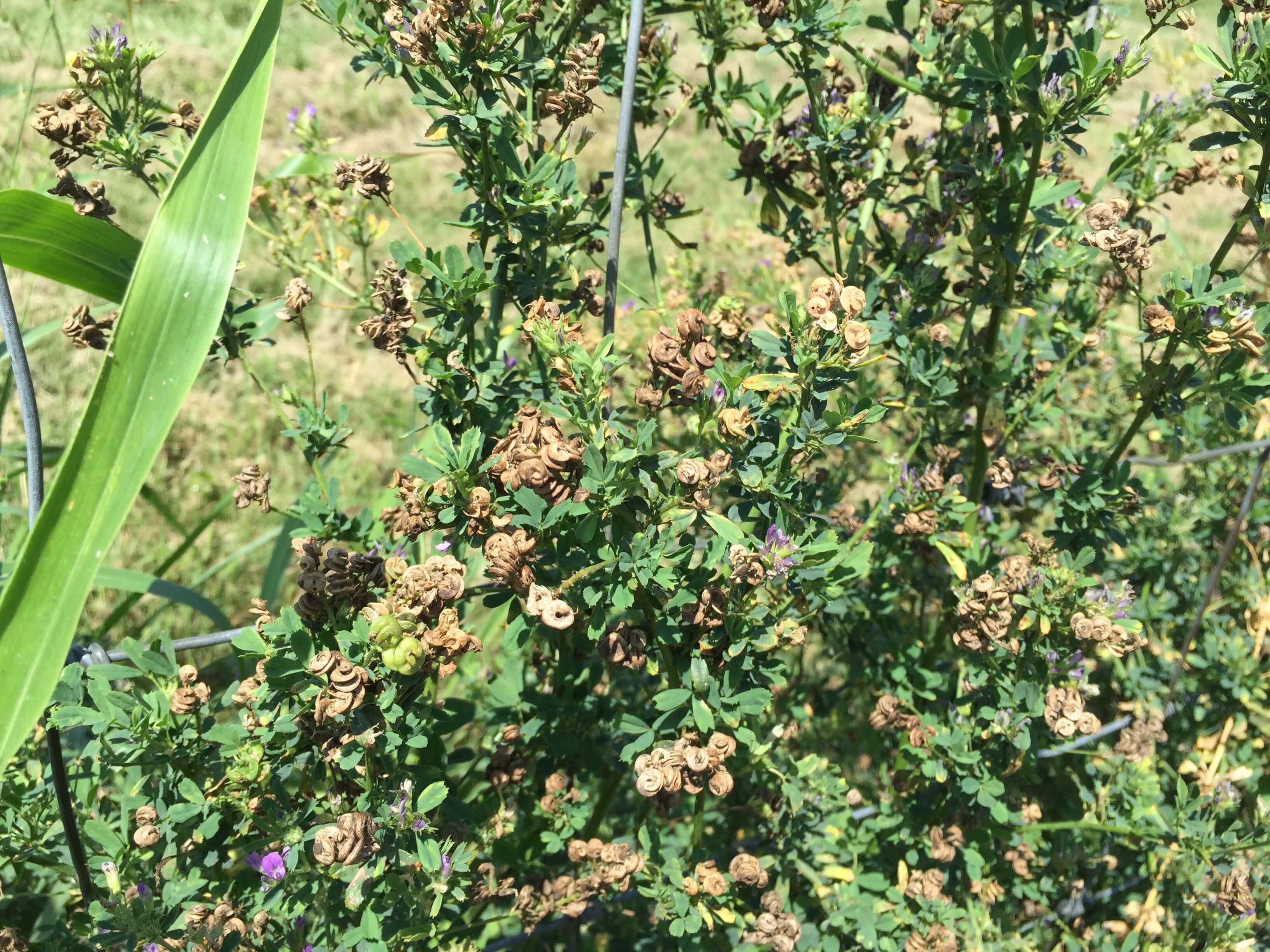 Alfalfa Mature Seedpods