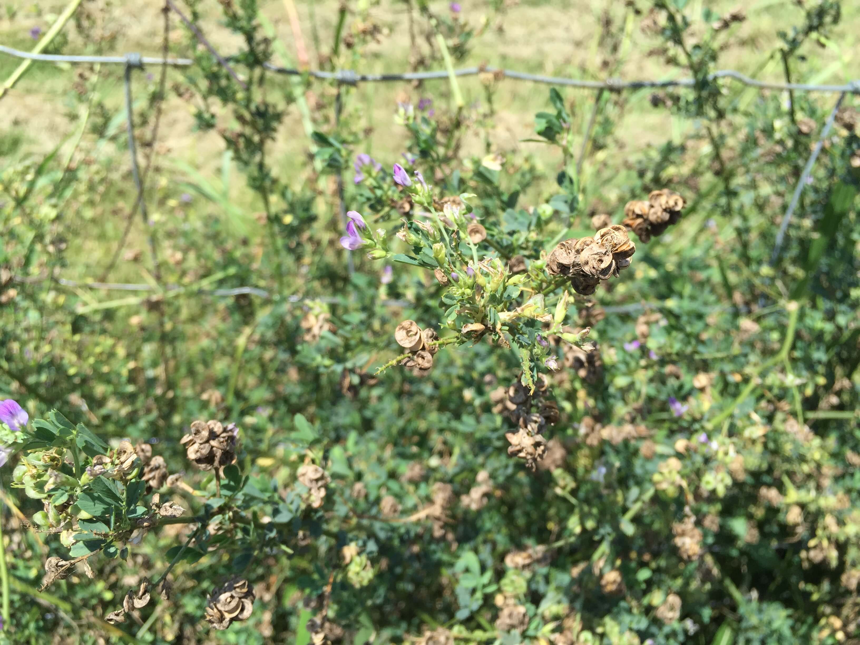 Alfalfa Mature Seedpods