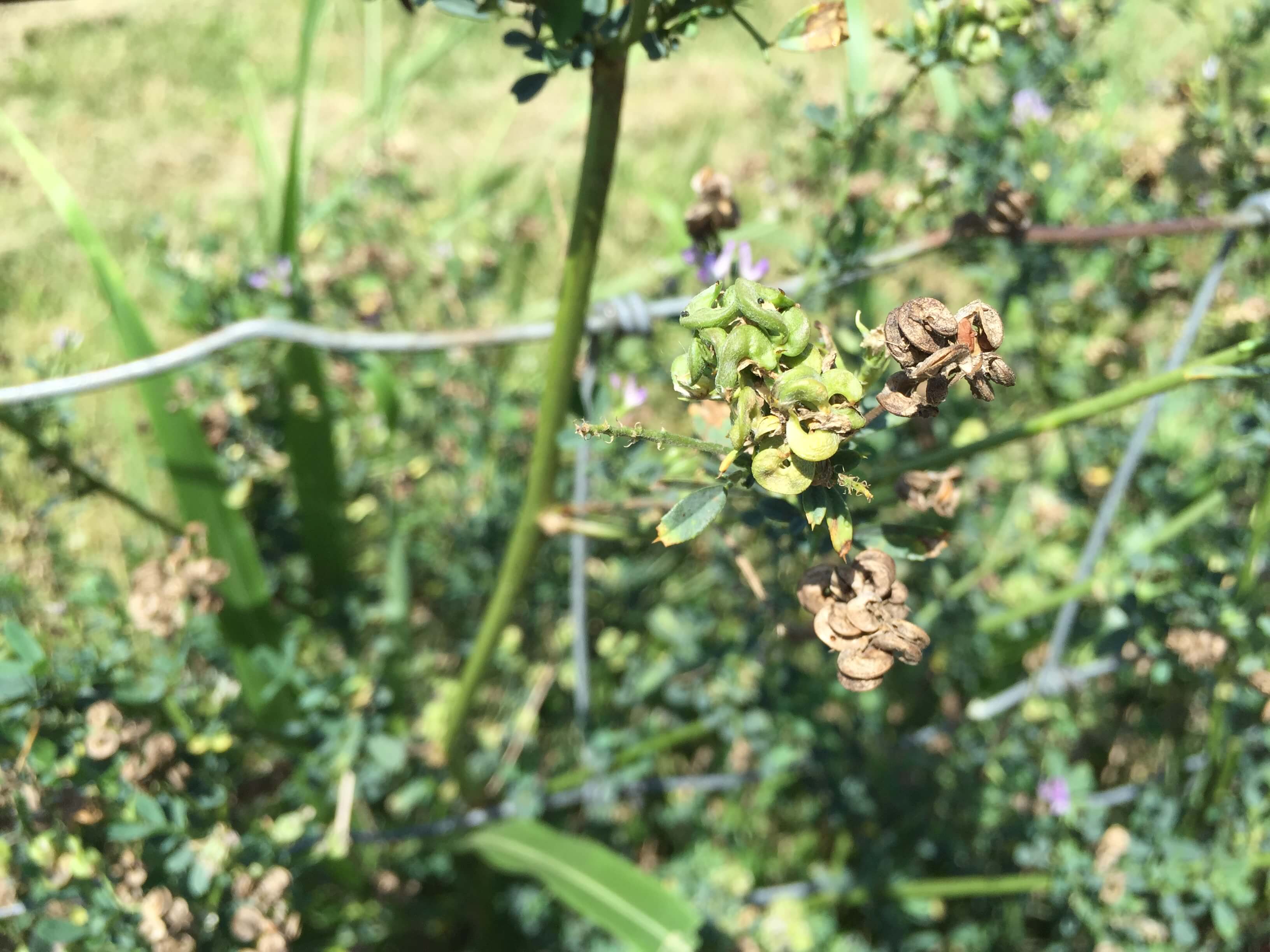 Alfalfa Mature Seedpods