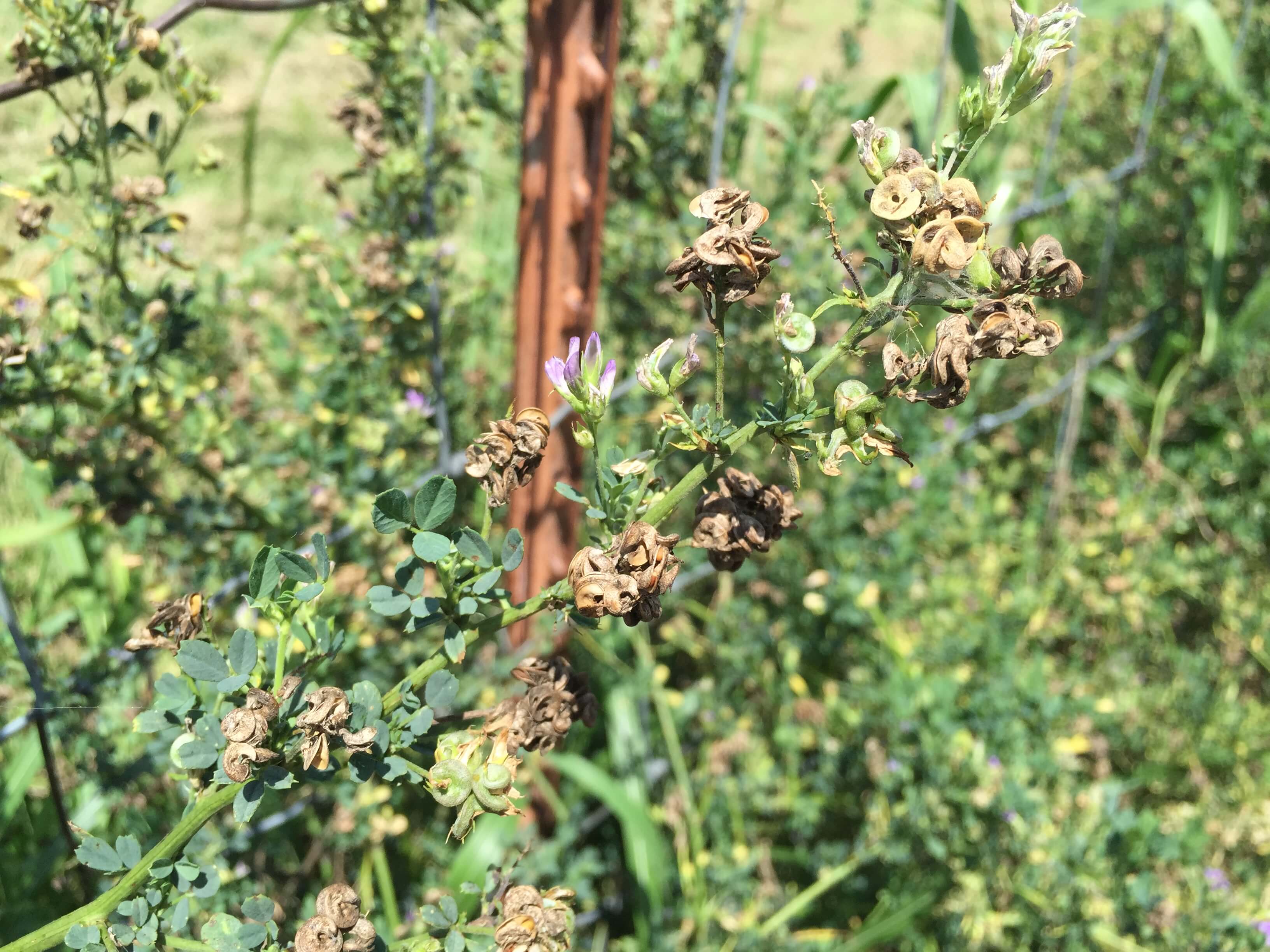 Alfalfa Mature Seedpods