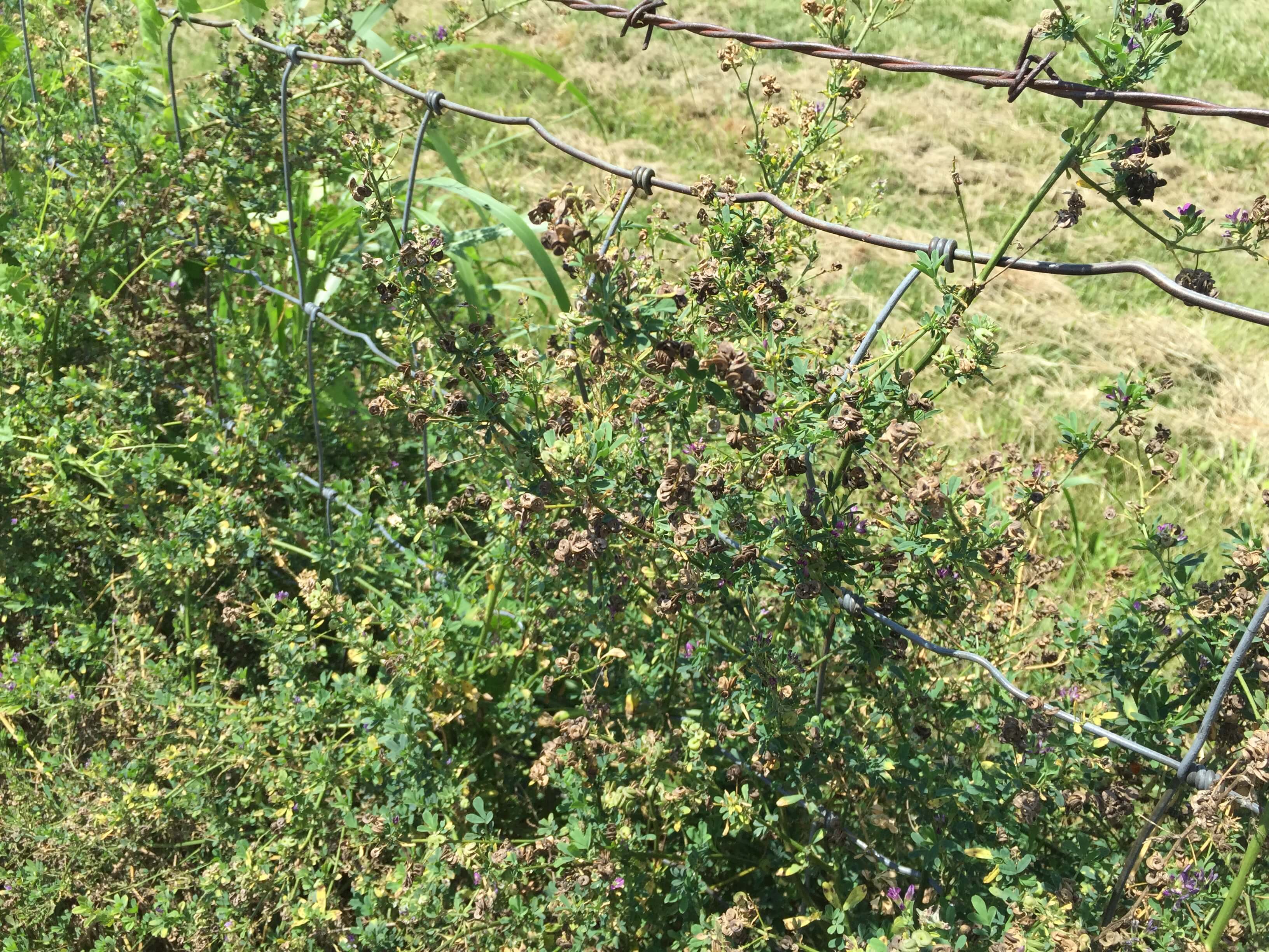 Alfalfa Mature Seedpods