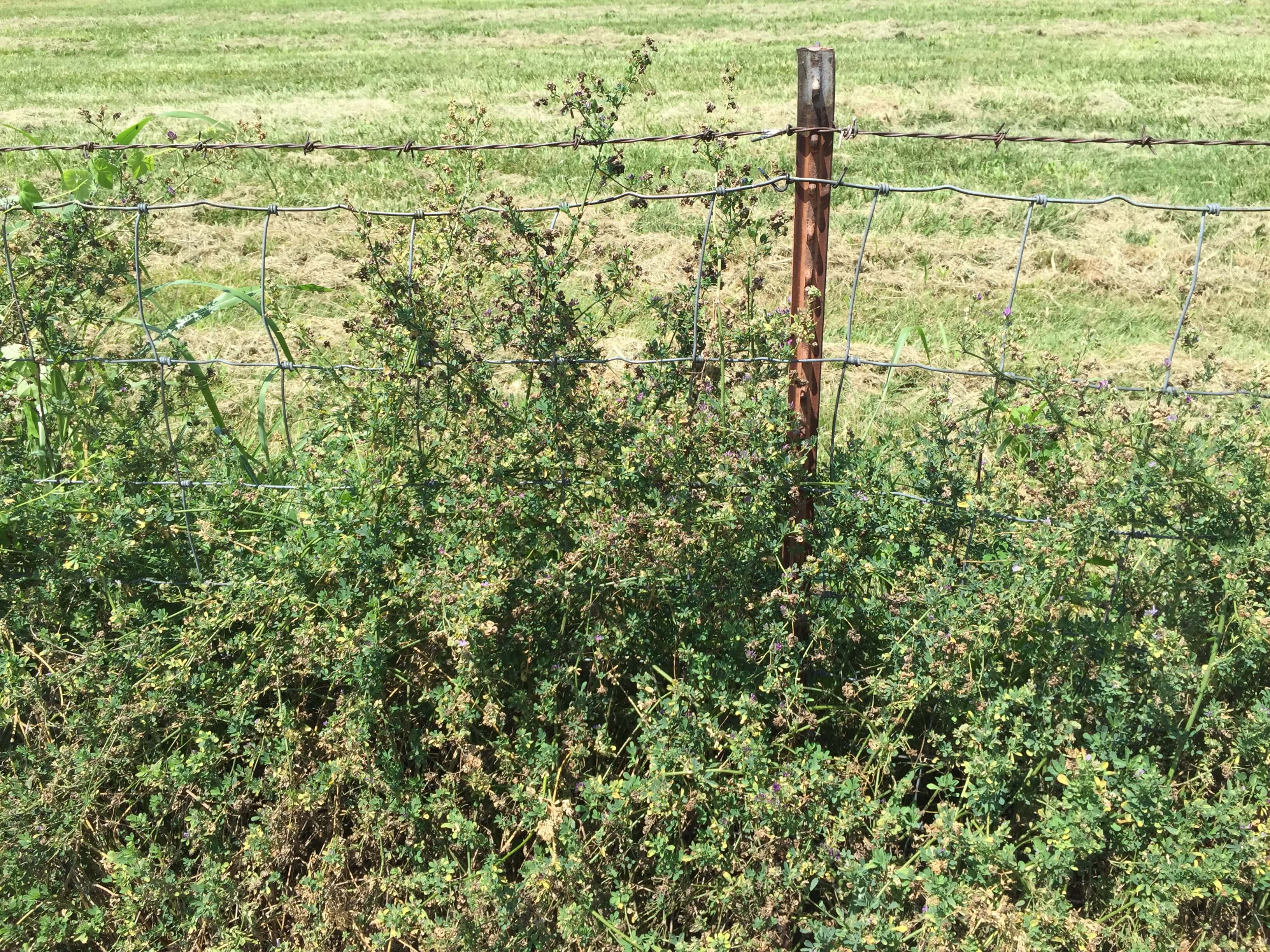 Alfalfa Mature Seedpods