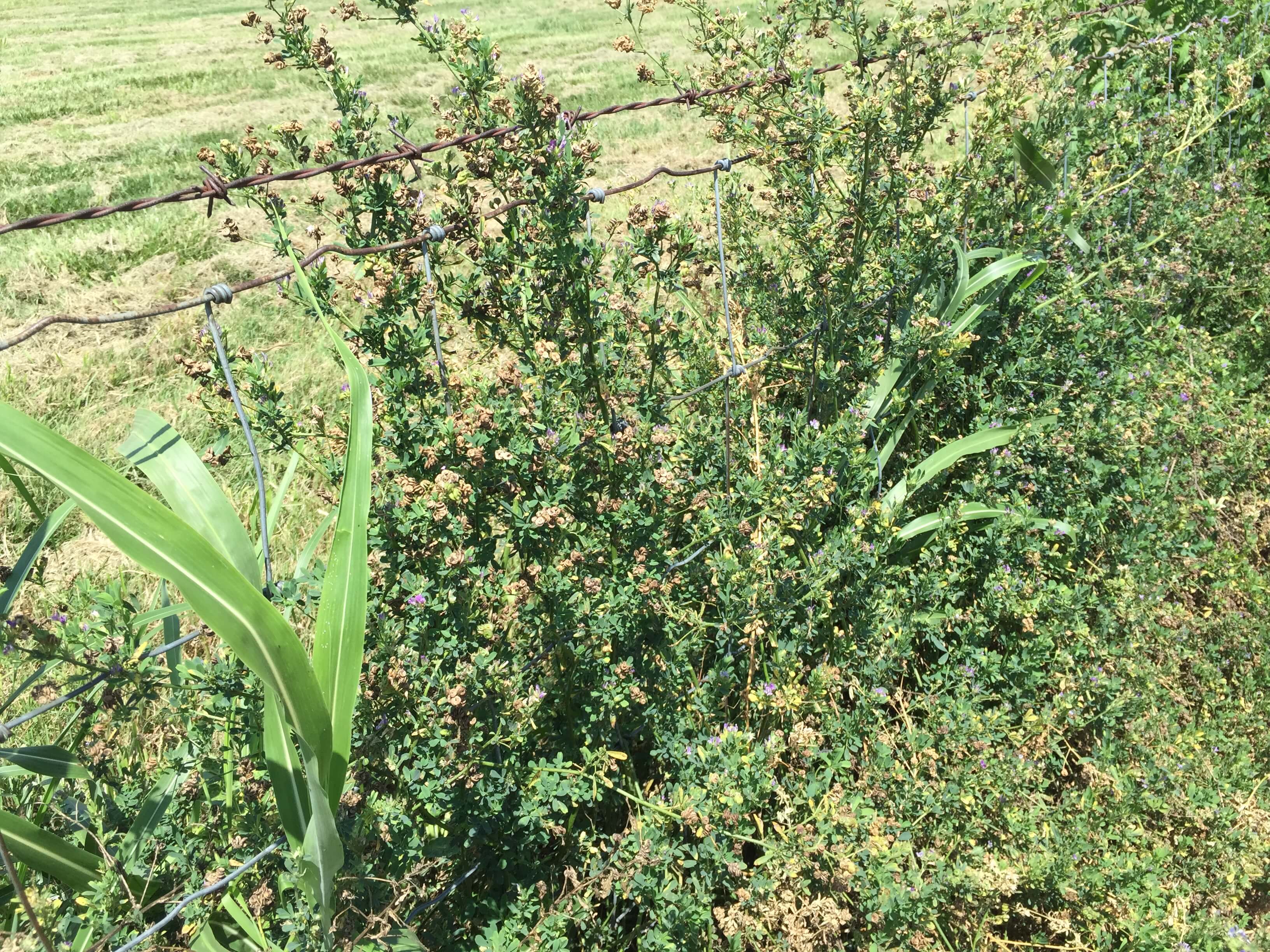 Alfalfa Mature Seedpods