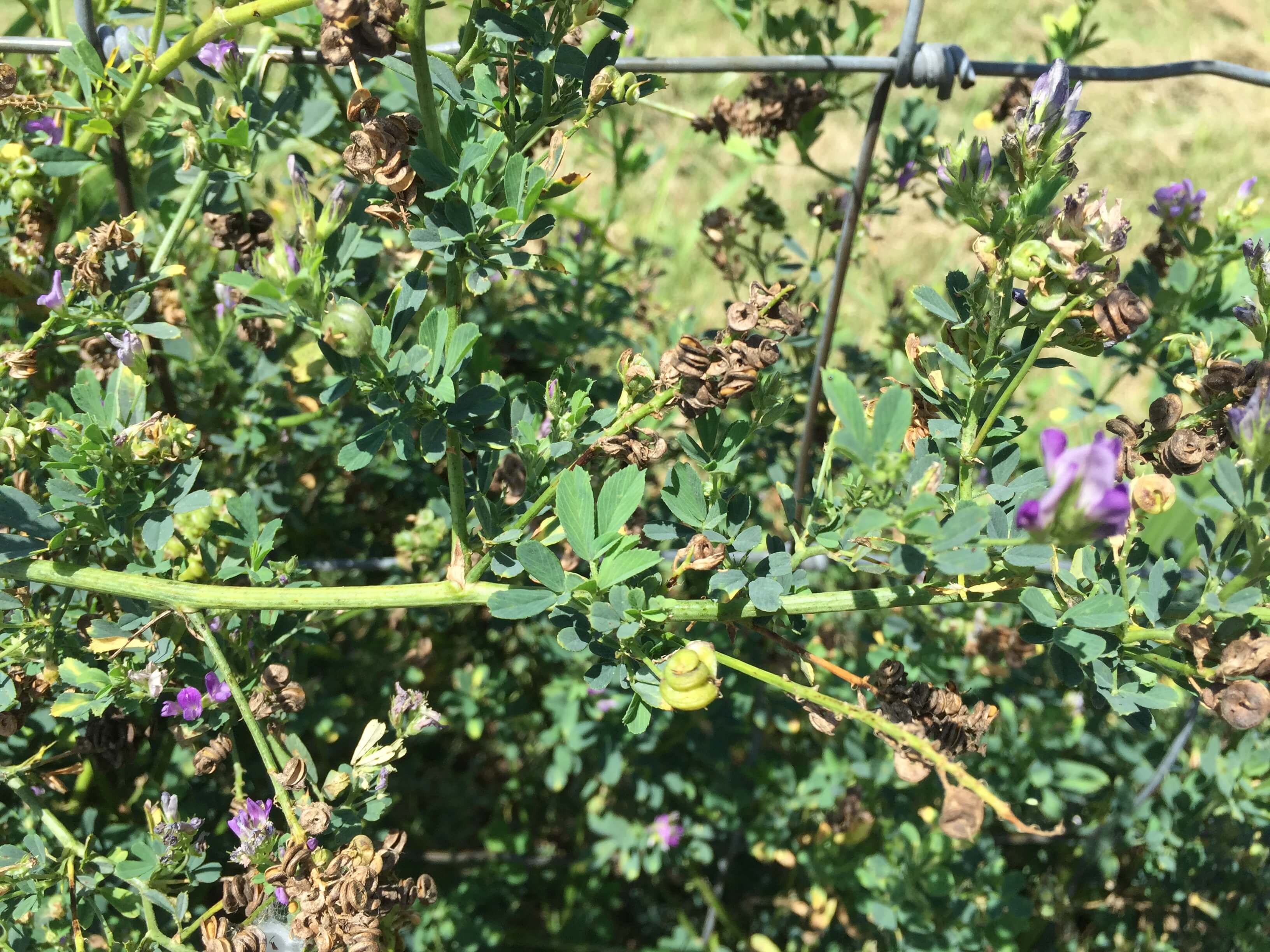 Alfalfa Mature Seedpods