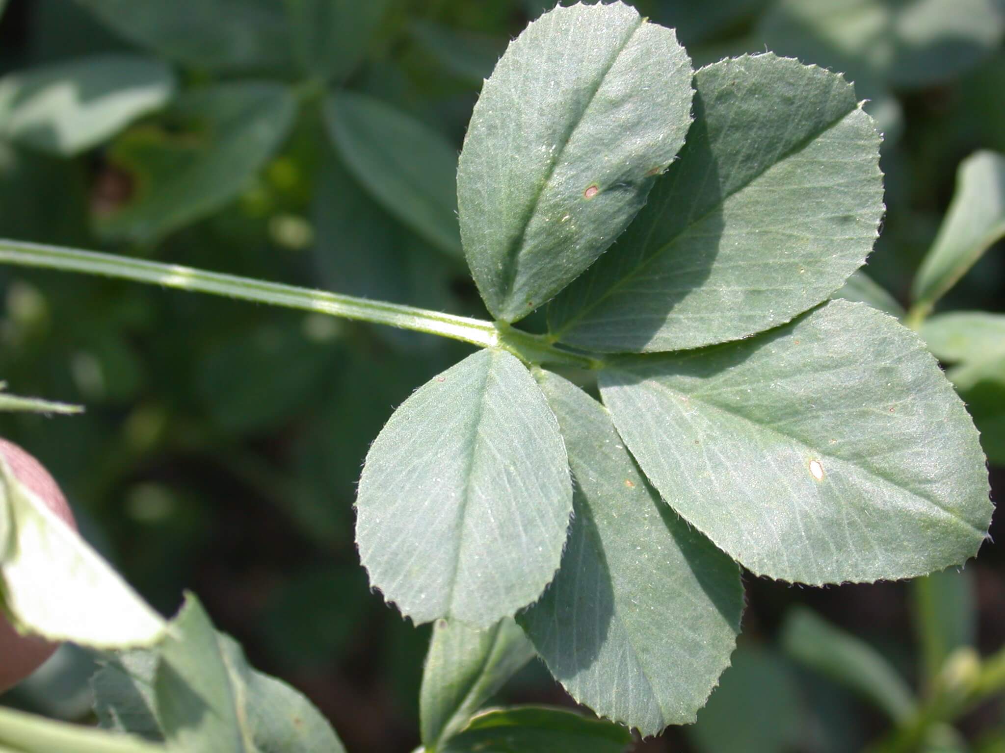 Multi Leaf Alfalfa