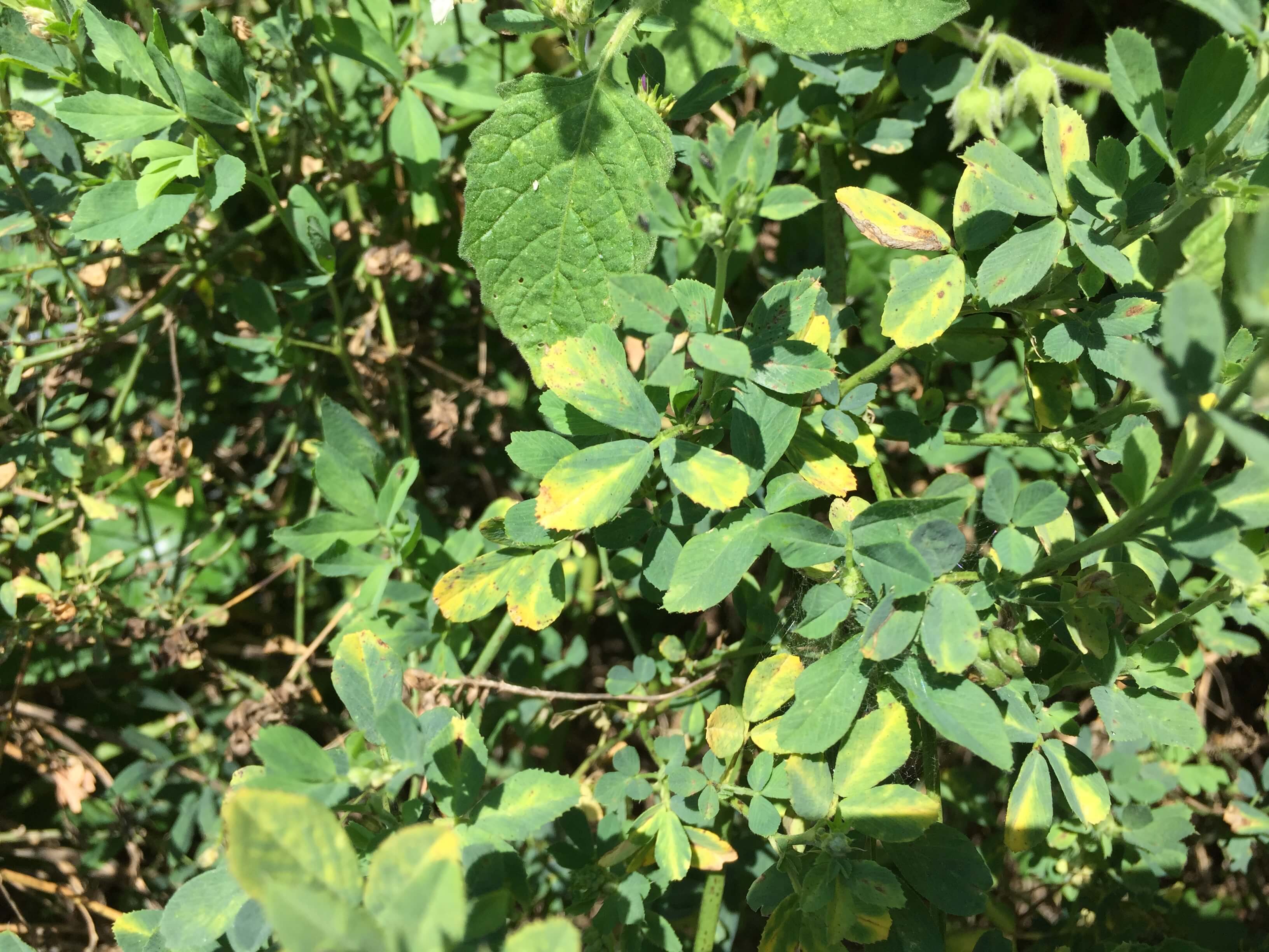 Potato Leafhopper Burn on Alfalfa Leaves