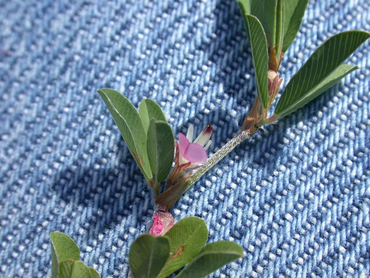 Annual Lespedeza Bloom Annual Lespedeza Bloom