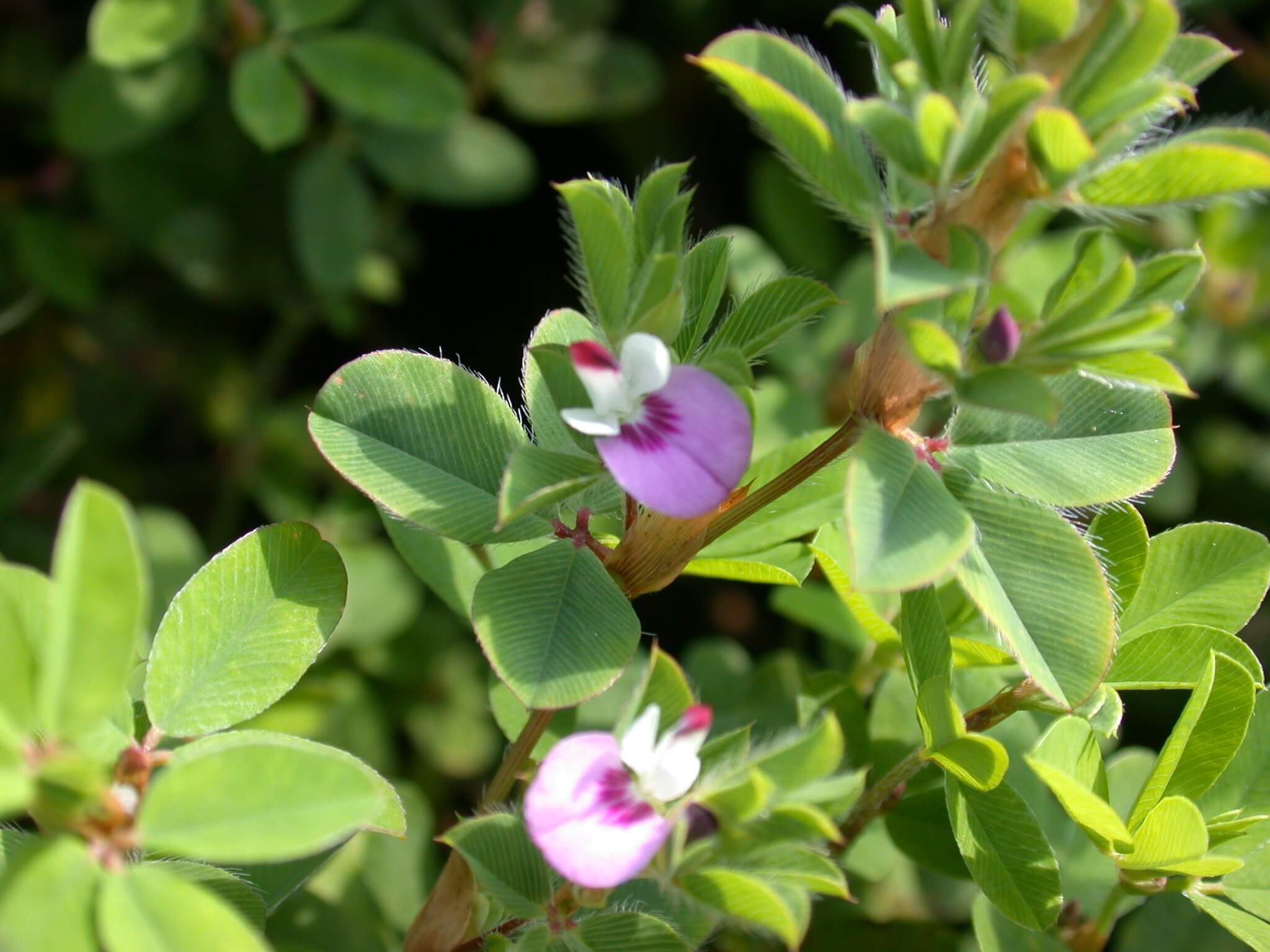 Annual Lespedeza Bloom Flowers