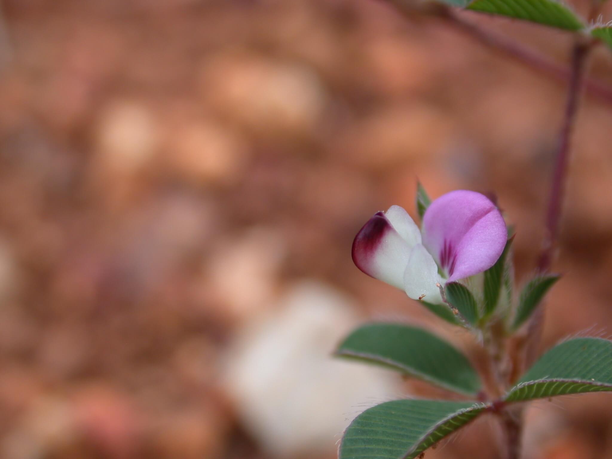 Annual Lespedeza Flower