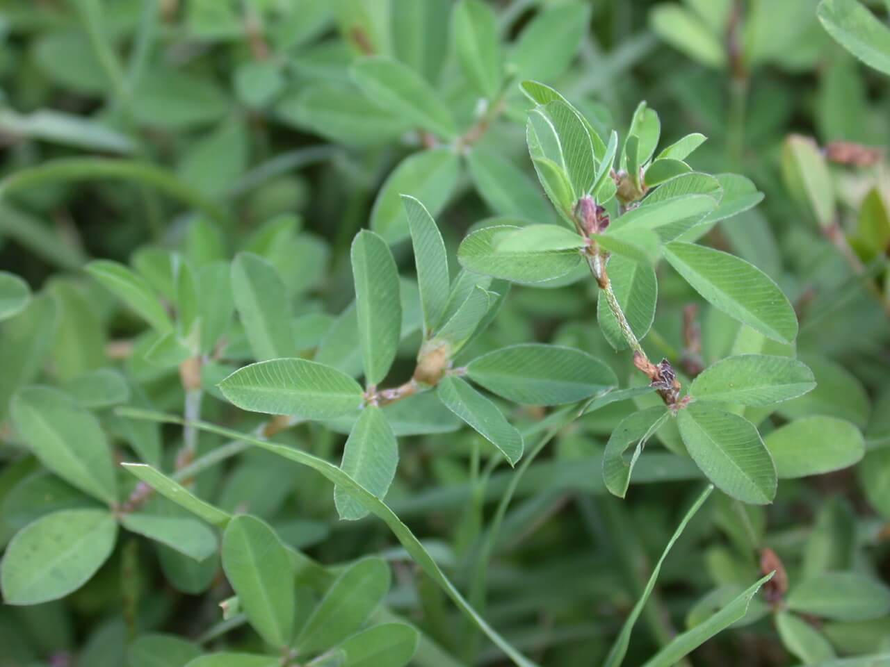 Annual Lespedeza Leaf Annual Lespedeza Leaf